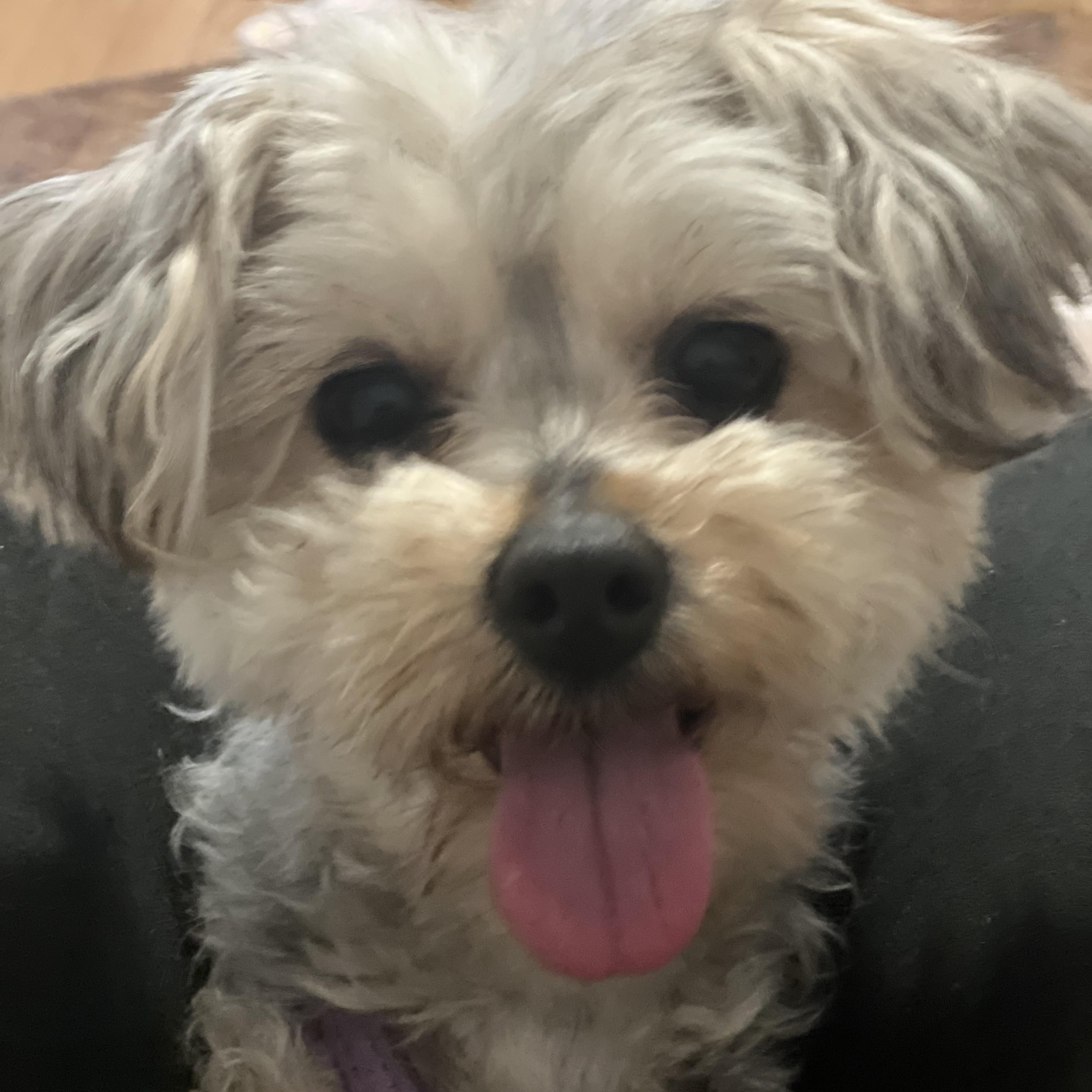 Sissy~tiny precious girl, adopted, Adult Female Yorkie Poo.