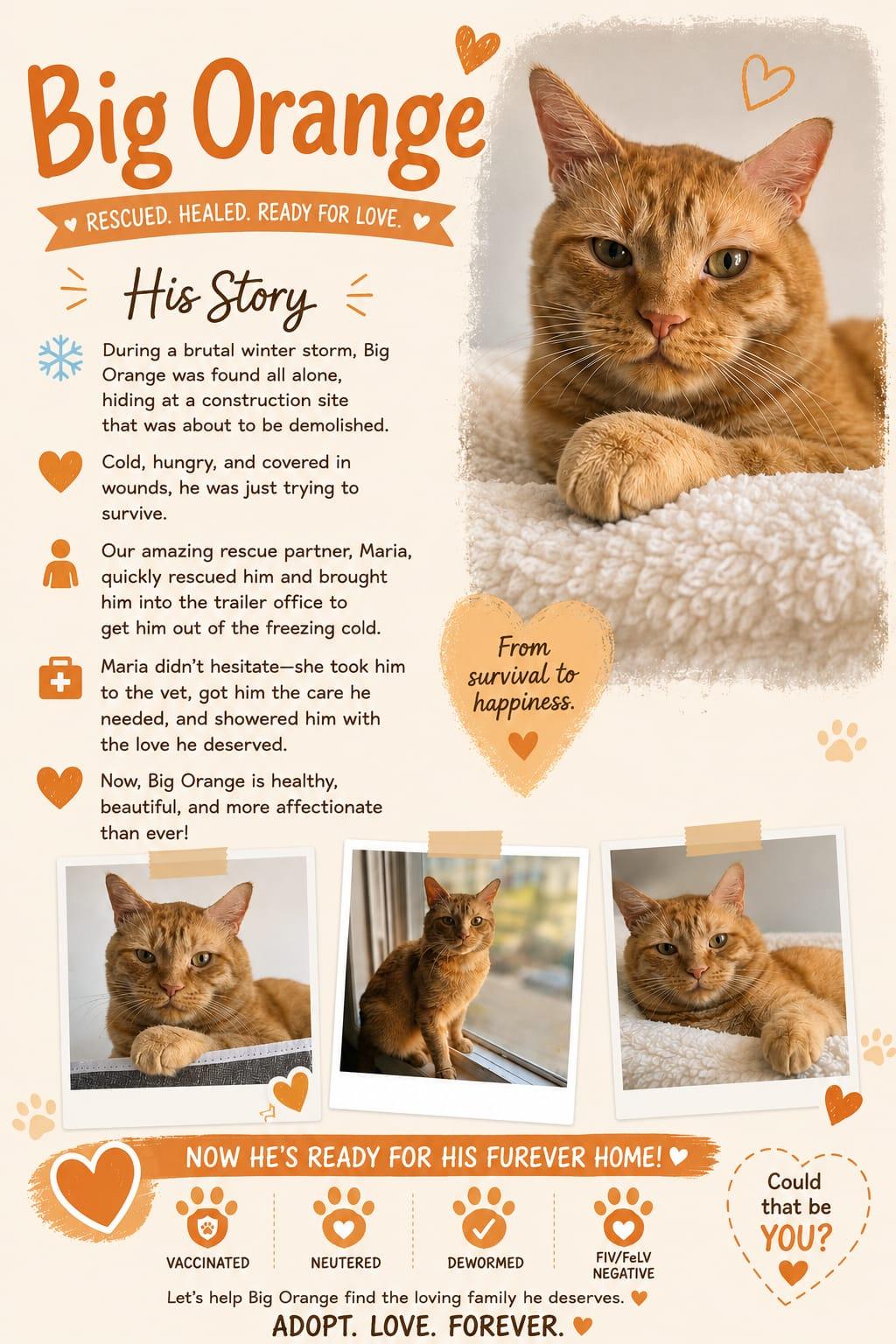 Tommy, Adoptable, Adult Male Domestic Short Hair.