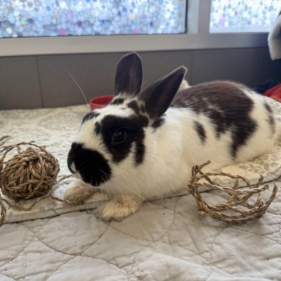 Pongo, ADOPTABLE, Young Male Bunny Rabbit.