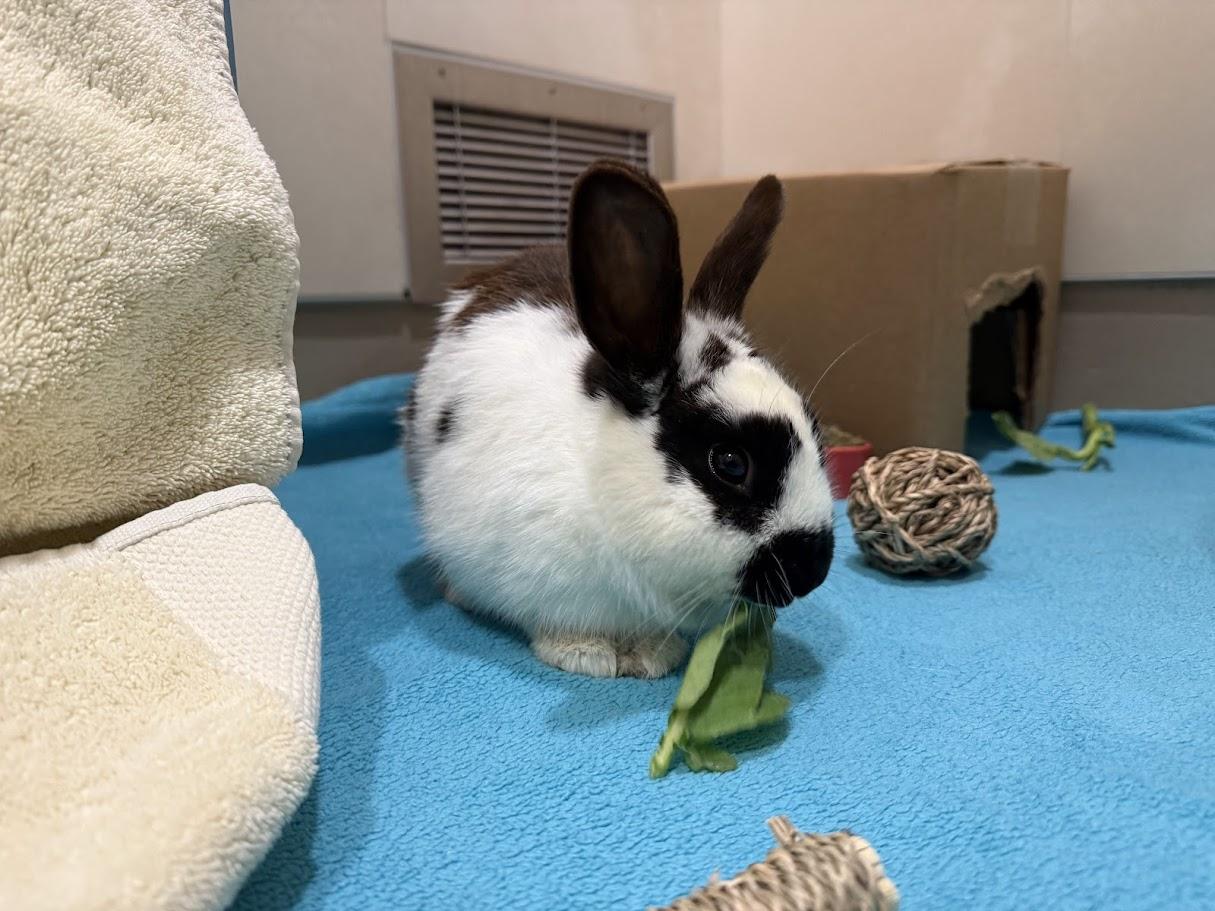 Enlarge Pongo, a ADOPTABLE Bunny Rabbit in Berkeley, CA image 2/6
