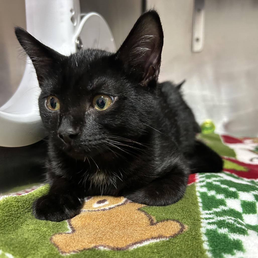 Melvin, Adoptable, Kitten Male Domestic Short Hair.