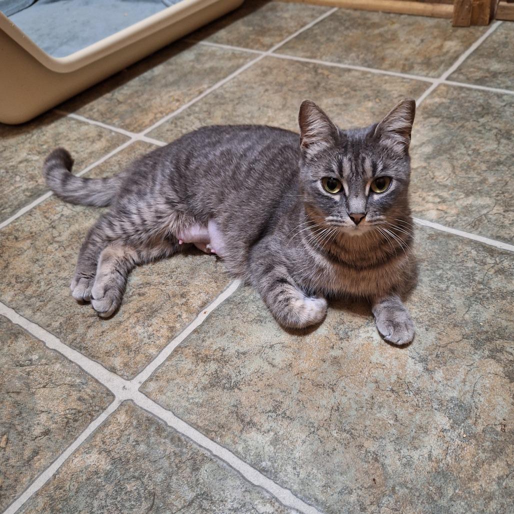 Zumi, Adoptable, Adult Female Domestic Short Hair & Domestic Short Hair.