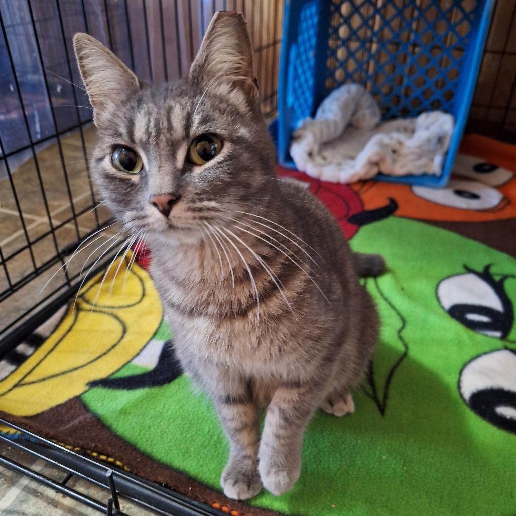 Zumi, a Adoptable mixed breed in Tylertown, MS image 2/4