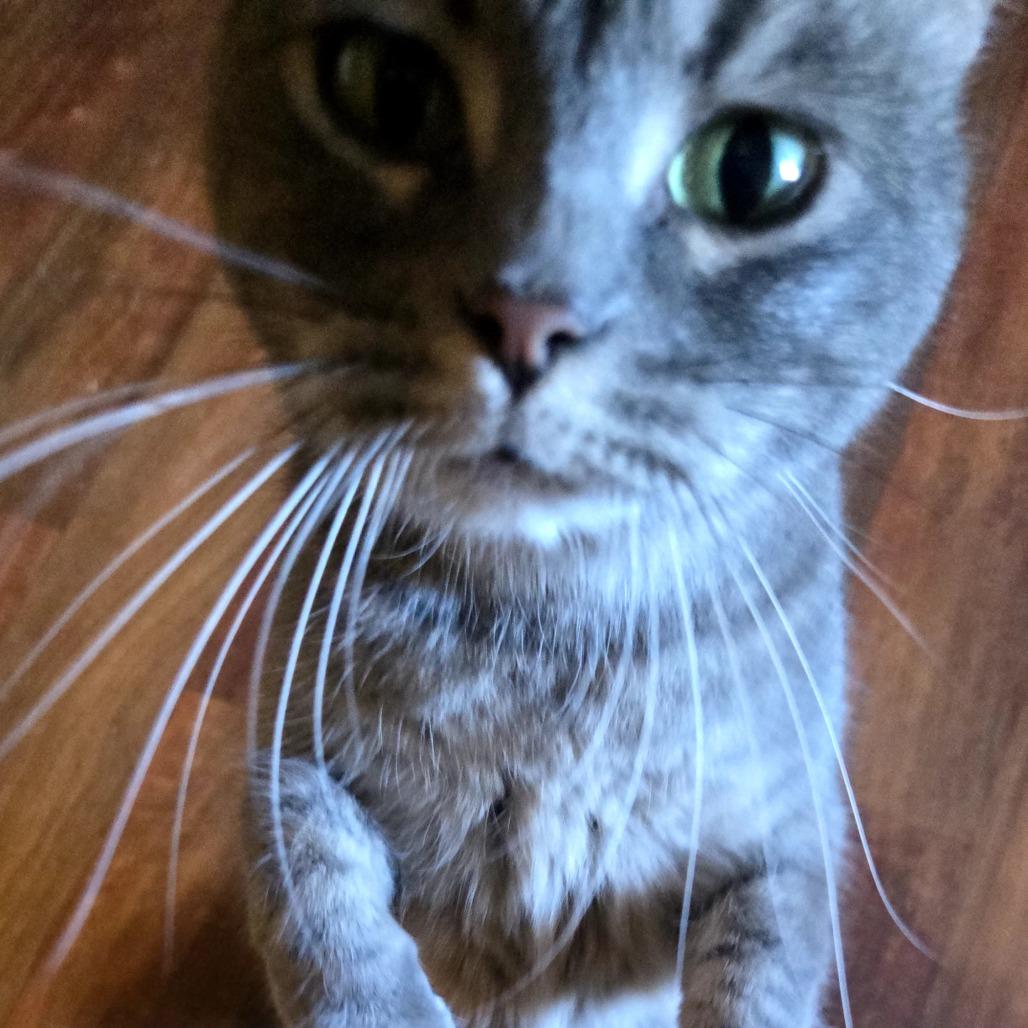 Zumi, a Adoptable mixed breed in Tylertown, MS image 4/4