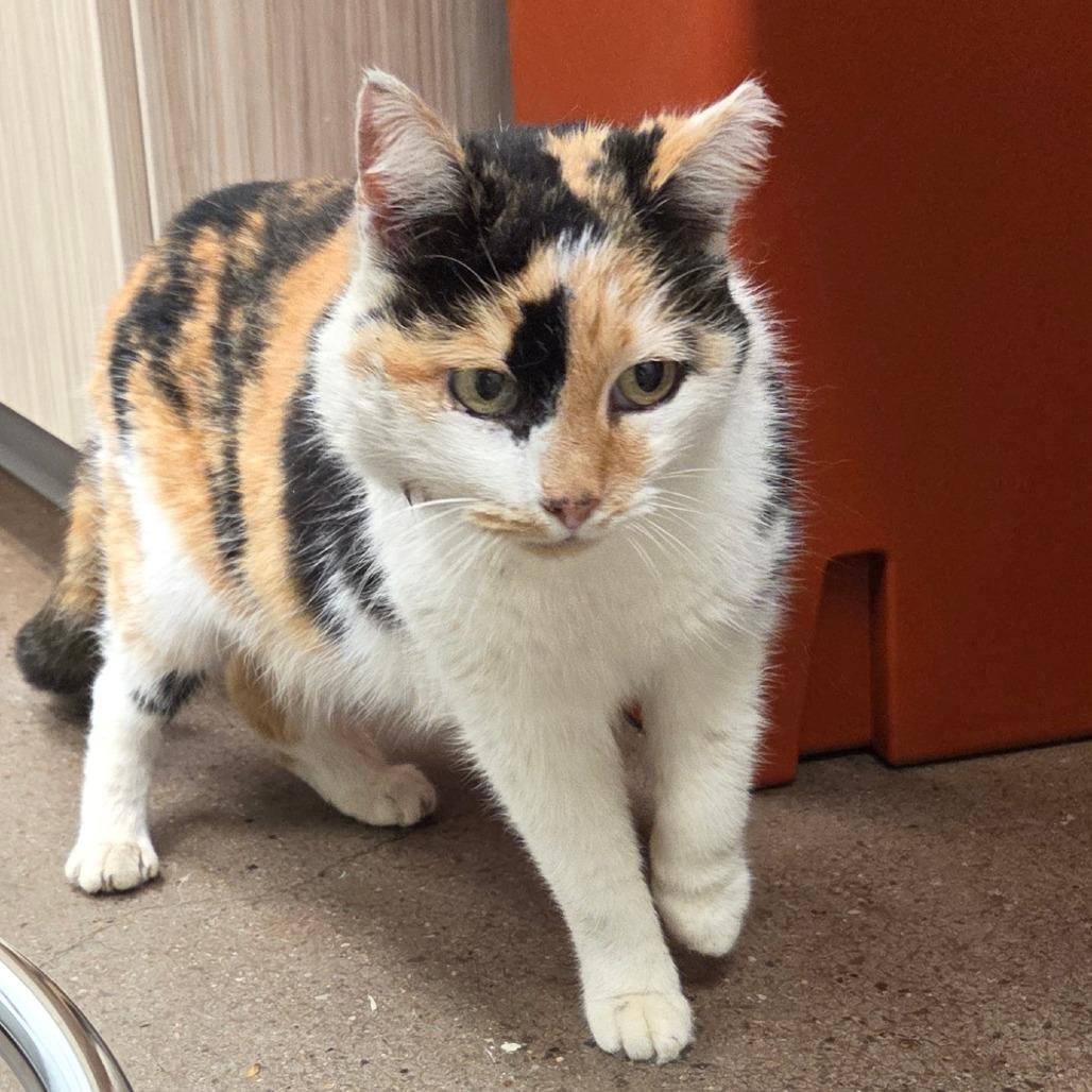 Enlarge Slipperwitz, a Adoptable Domestic Medium Hair in Chattanooga, TN image 1/1