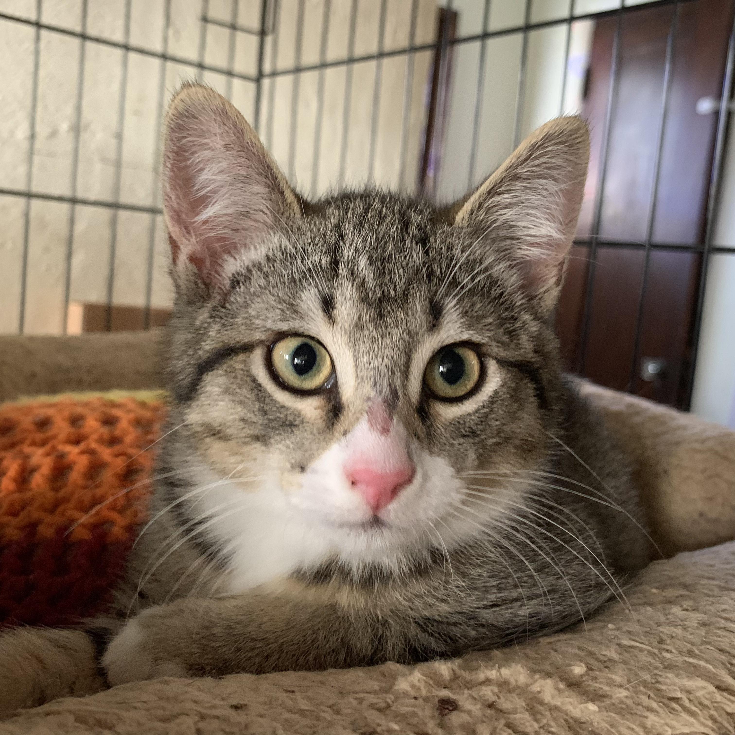 Enlarge Taz, a Adoptable Domestic Short Hair in Long Beach, CA image 1/1