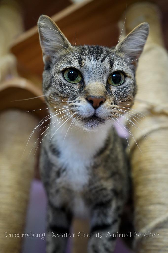 Prelude, Adoptable, Young Female Domestic Short Hair.