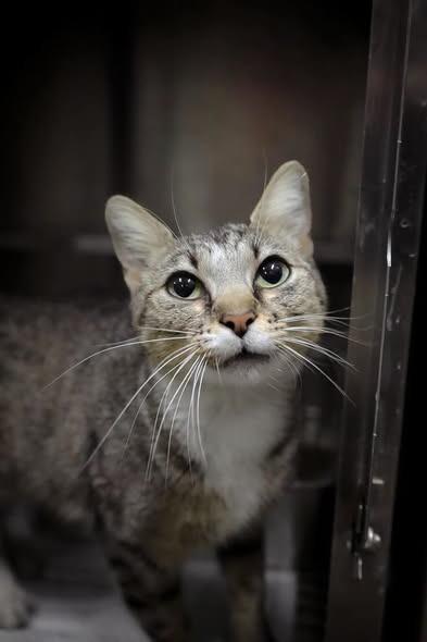 Enlarge Prelude, a Adoptable mixed breed in Greensburg, IN image 1/1