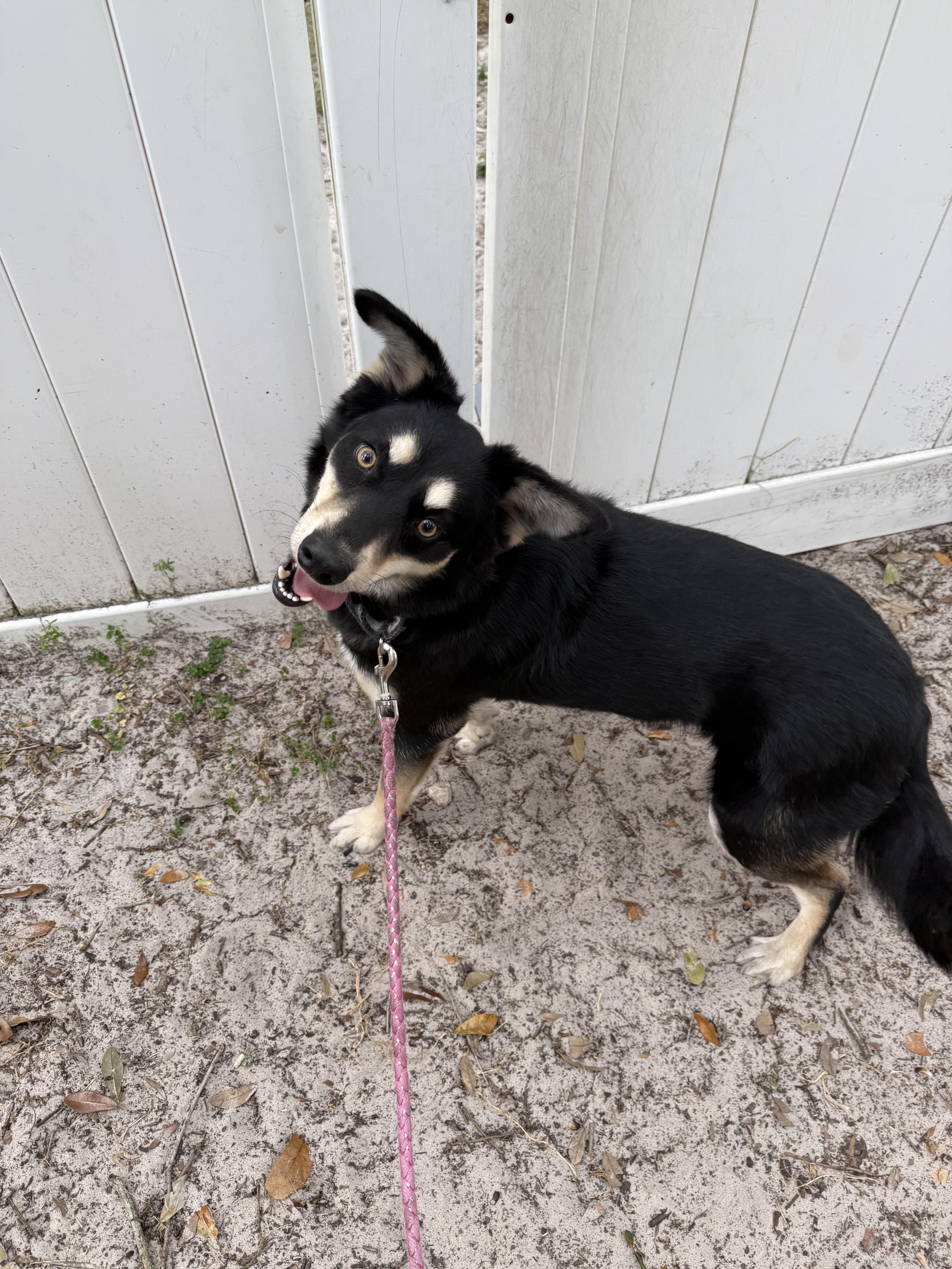 Trudy, Adopted, Young Female German Shepherd Dog.