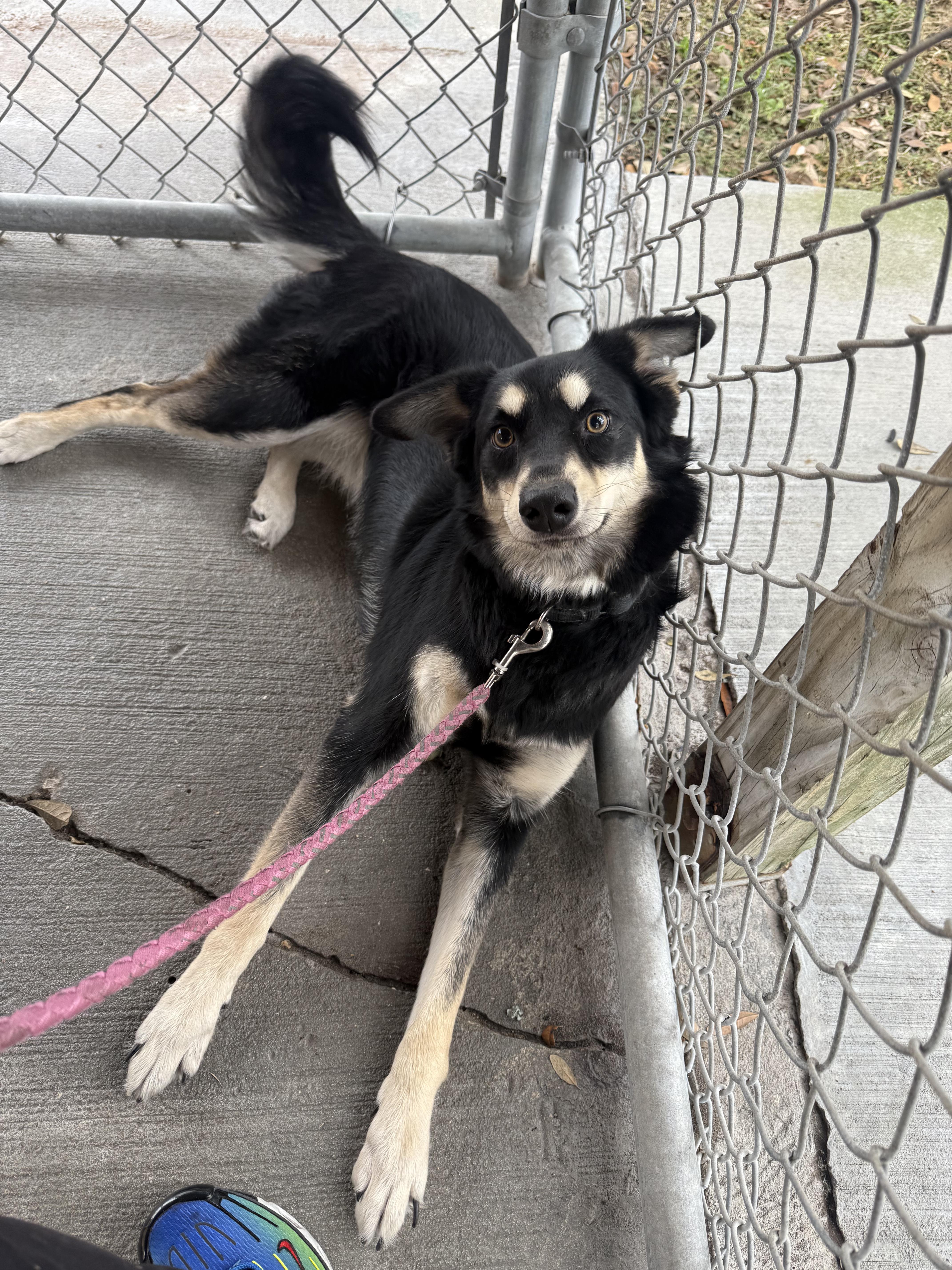 Enlarge Trudy, a Adopted mixed breed in Shady Hills, FL image 2/4