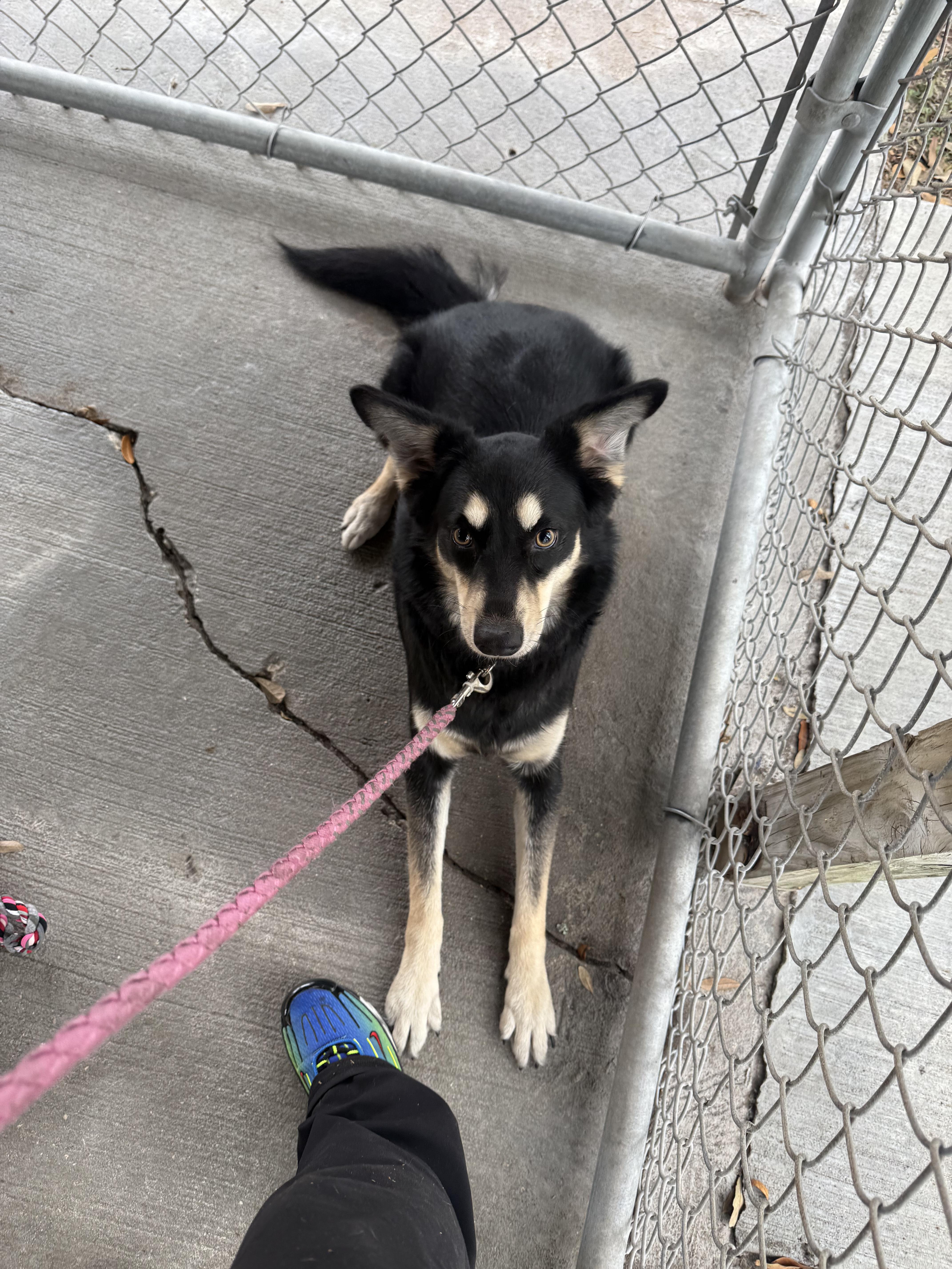 Enlarge Trudy, a Adopted mixed breed in Shady Hills, FL image 3/4