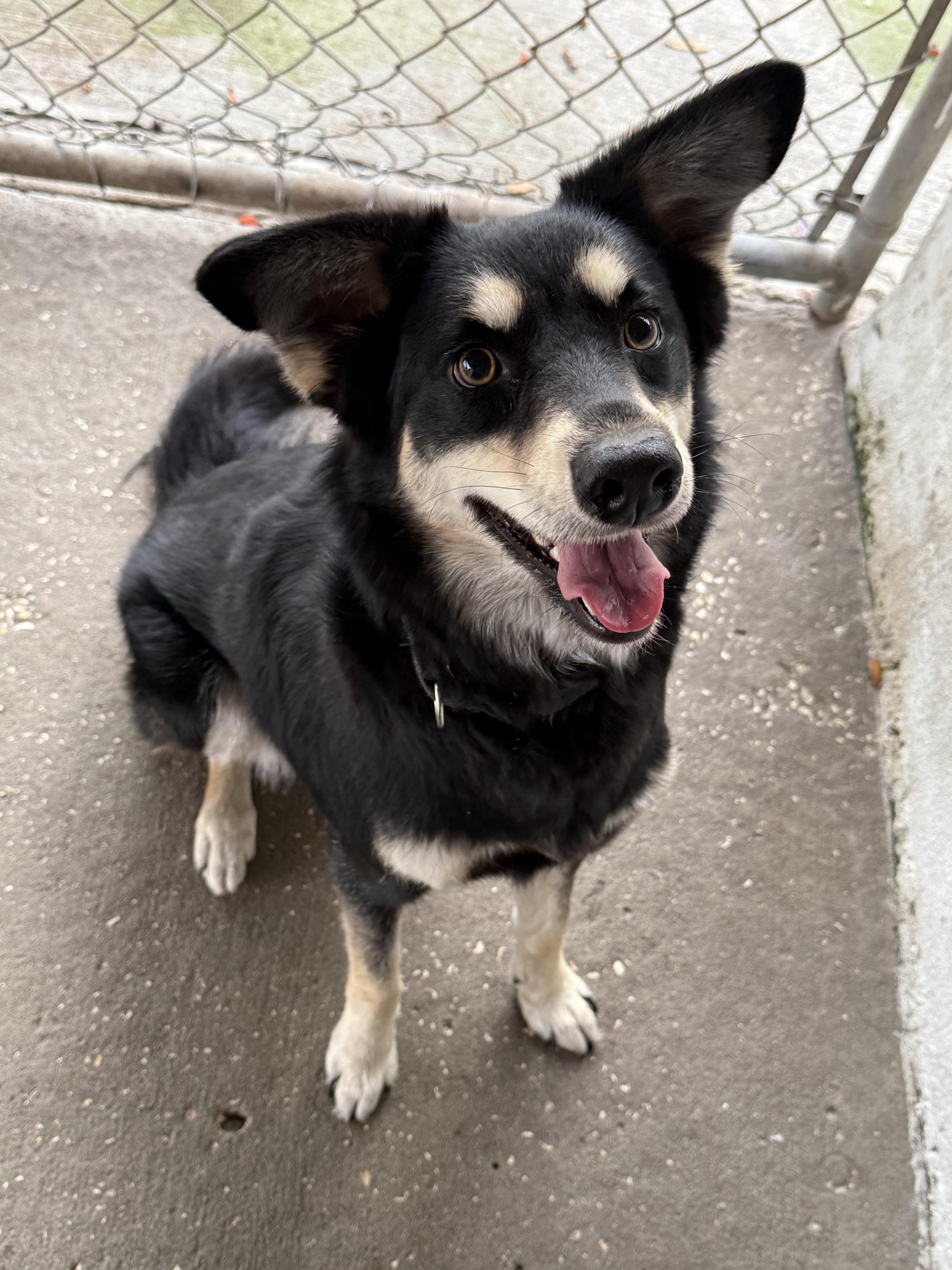 Enlarge Trudy, a Adopted mixed breed in Shady Hills, FL image 4/4