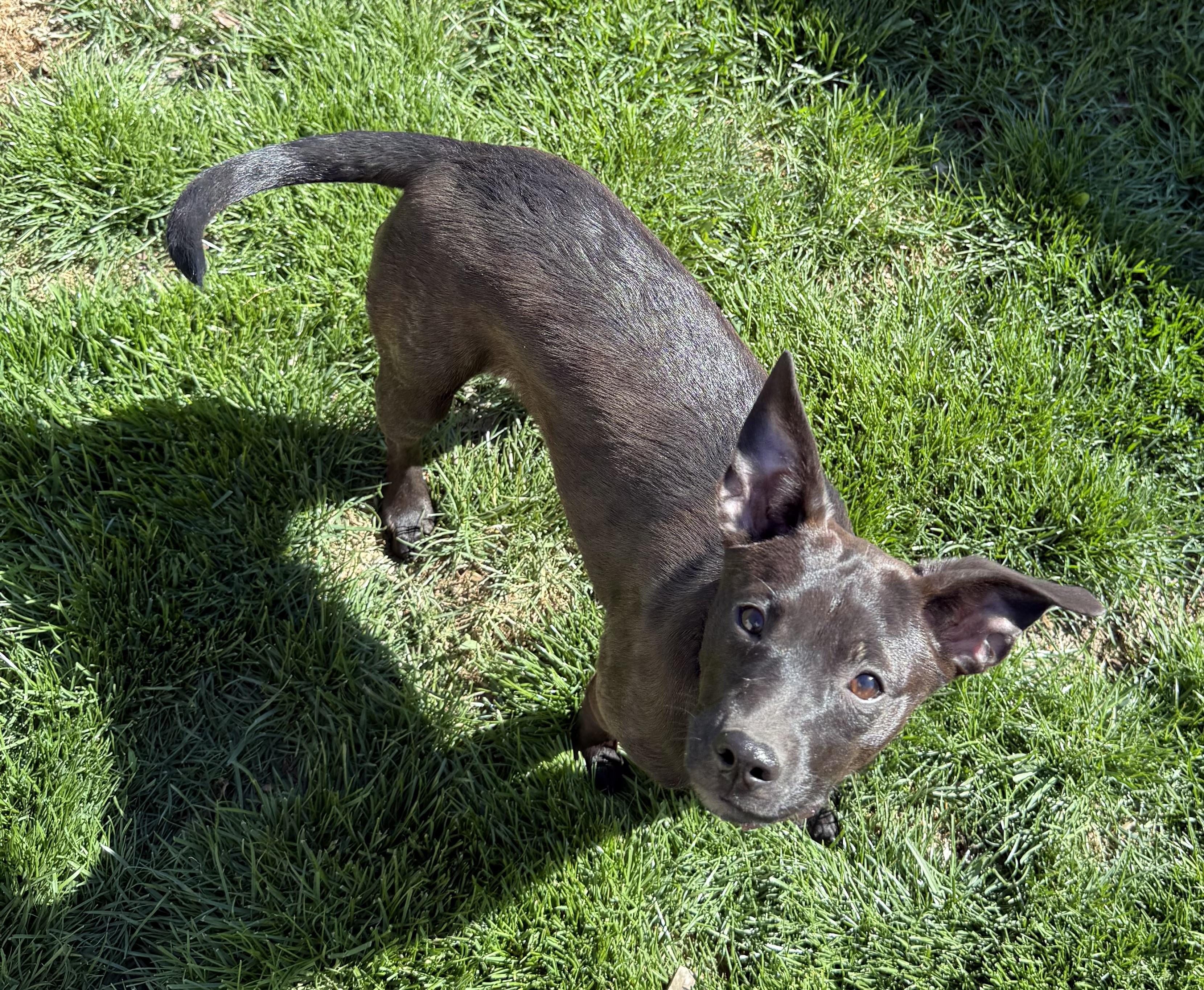 Enlarge Betty, a Adopted mixed breed in LEWISTON, ID image 2/6