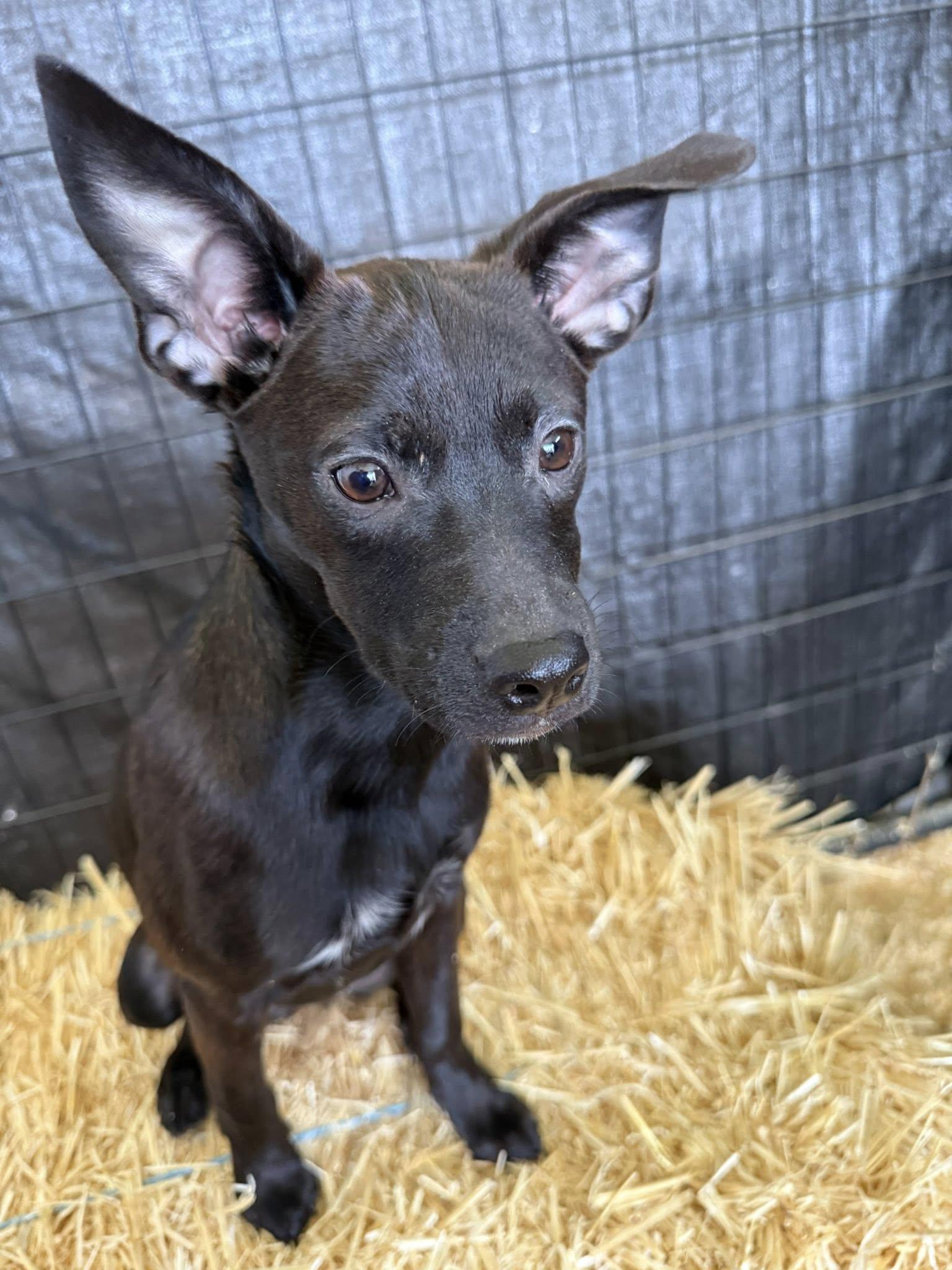 Enlarge Betty, a Adopted mixed breed in LEWISTON, ID image 3/6