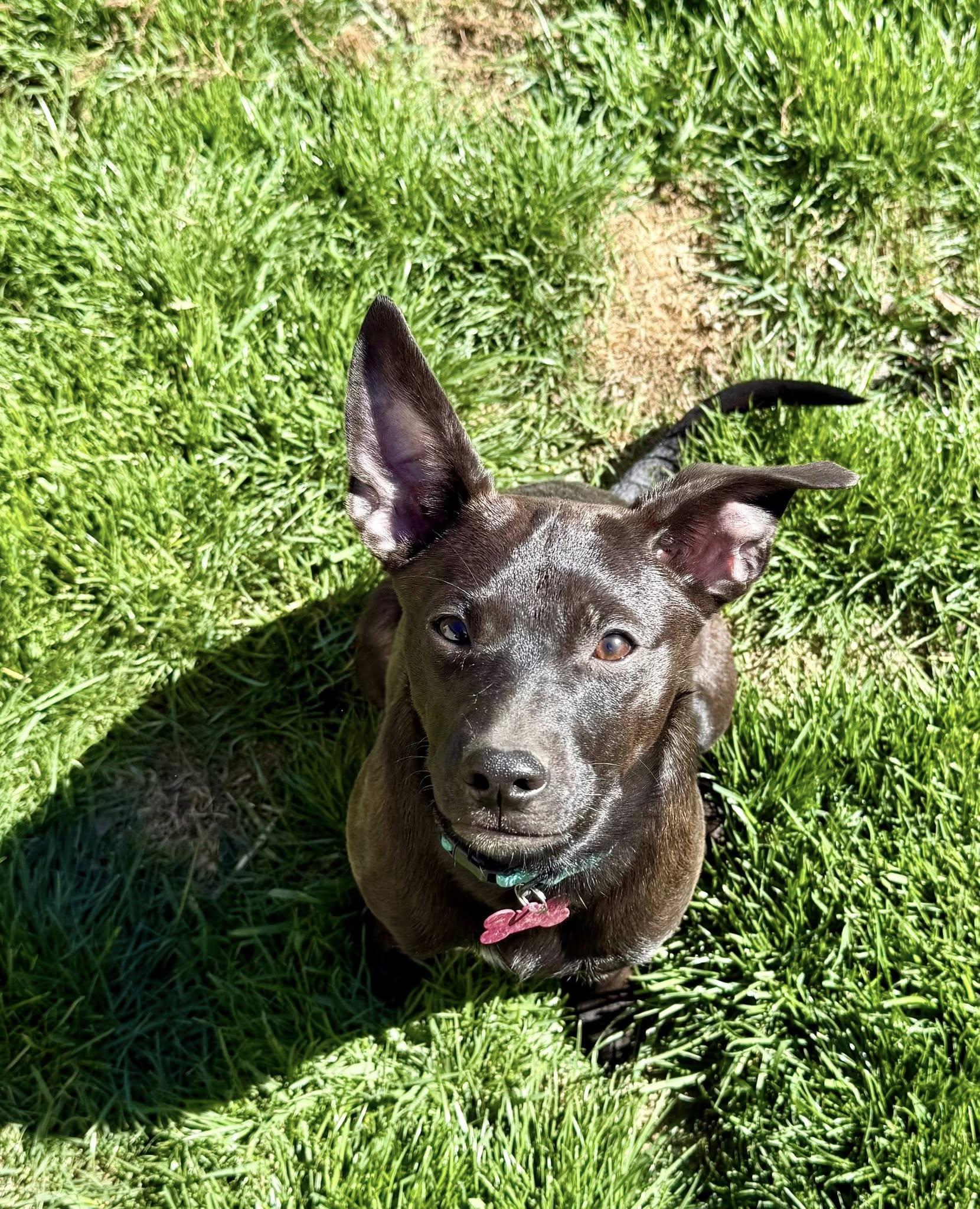 Enlarge Betty, a Adopted mixed breed in LEWISTON, ID image 4/6