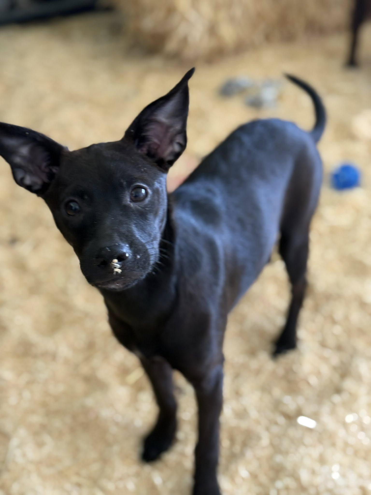 Enlarge Betty, a Adopted mixed breed in LEWISTON, ID image 5/6