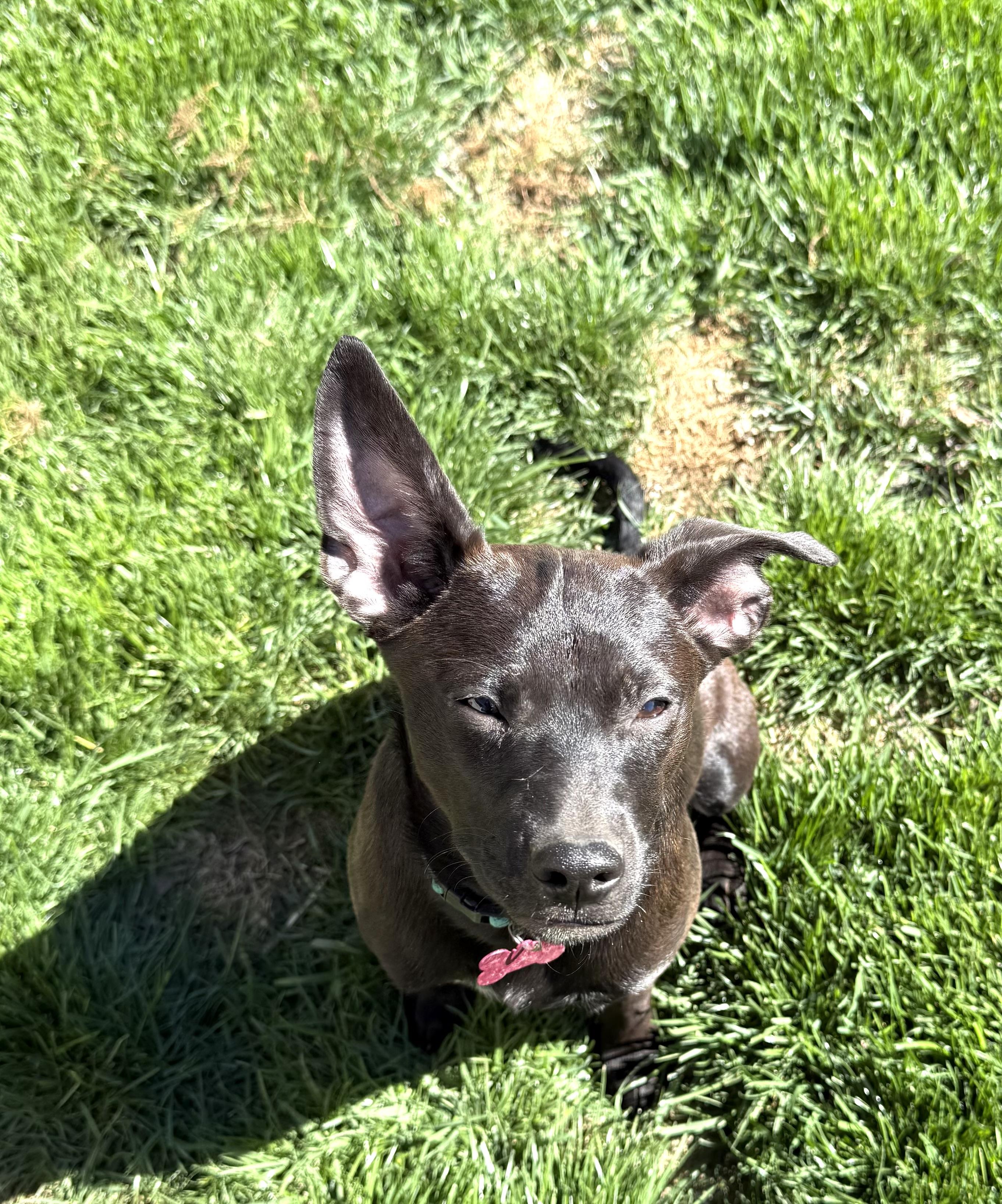 Enlarge Betty, a Adopted mixed breed in LEWISTON, ID image 6/6