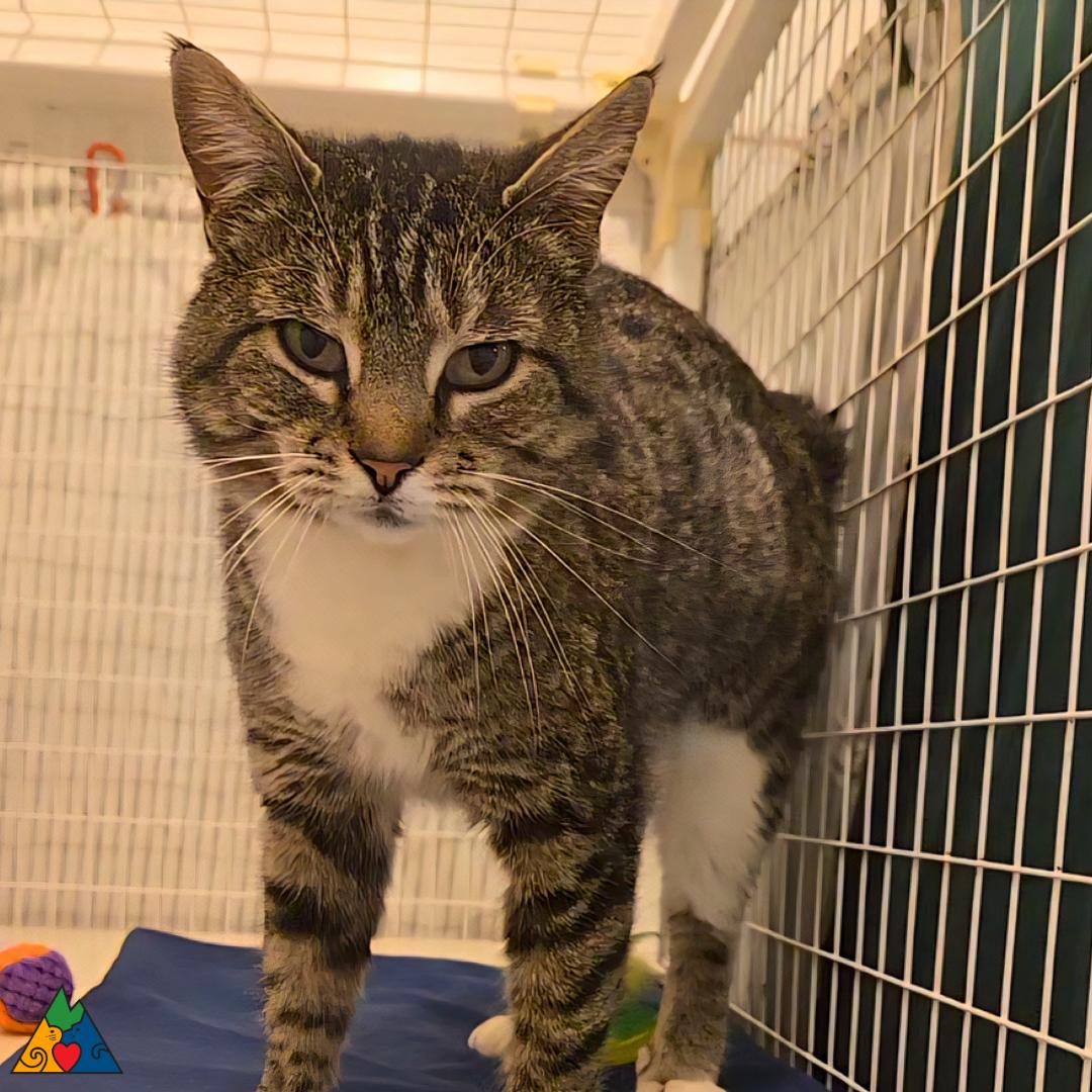 Enlarge Kit Kat, a ADOPTABLE Extra-Toes Cat / Hemingway Polydactyl in Douglas, WY image 2/5