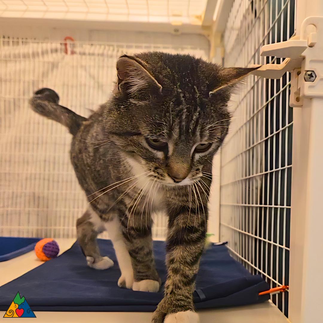 Enlarge Kit Kat, a ADOPTABLE Extra-Toes Cat / Hemingway Polydactyl in Douglas, WY image 5/5