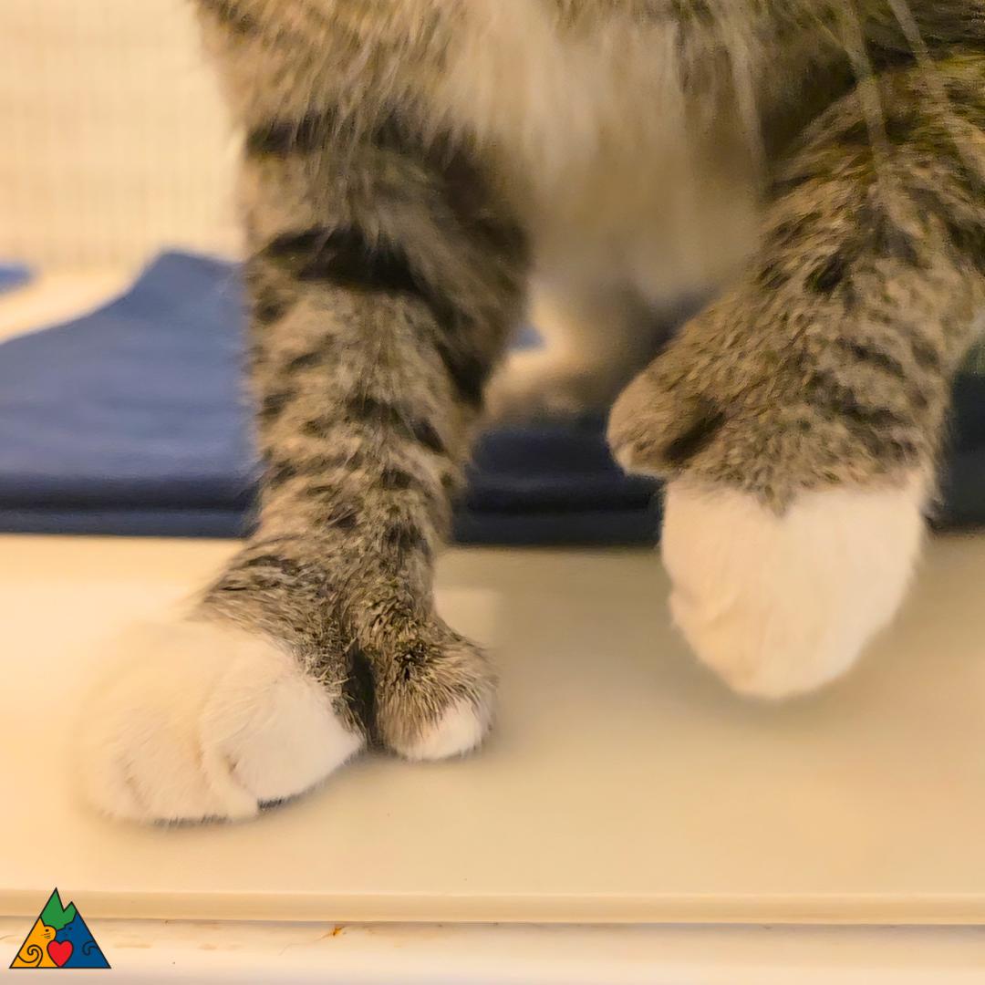 Kit Kat, ADOPTABLE, Adult Female Extra-Toes Cat / Hemingway Polydactyl.