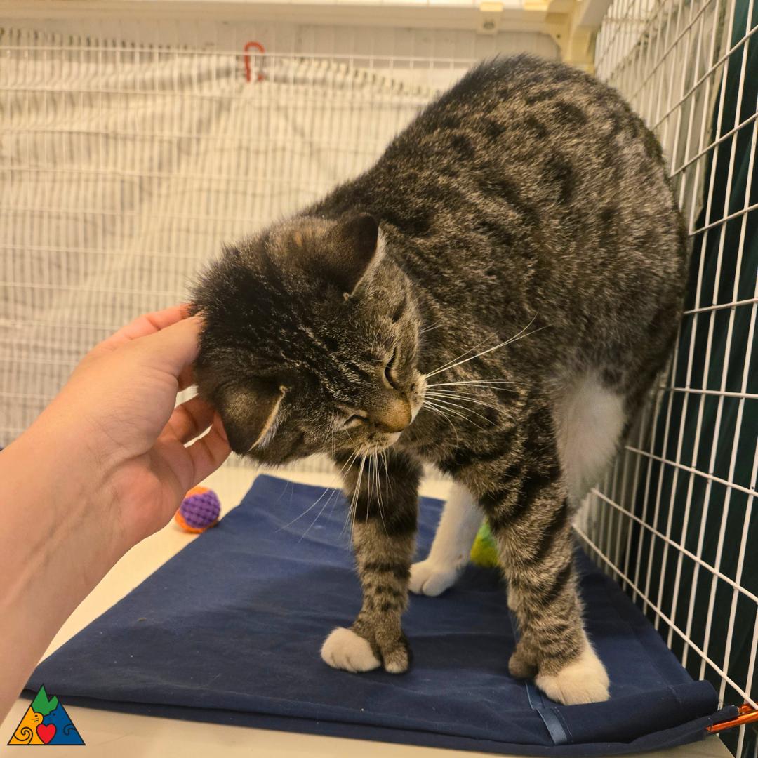 Enlarge Kit Kat, a ADOPTABLE Extra-Toes Cat / Hemingway Polydactyl in Douglas, WY image 3/5