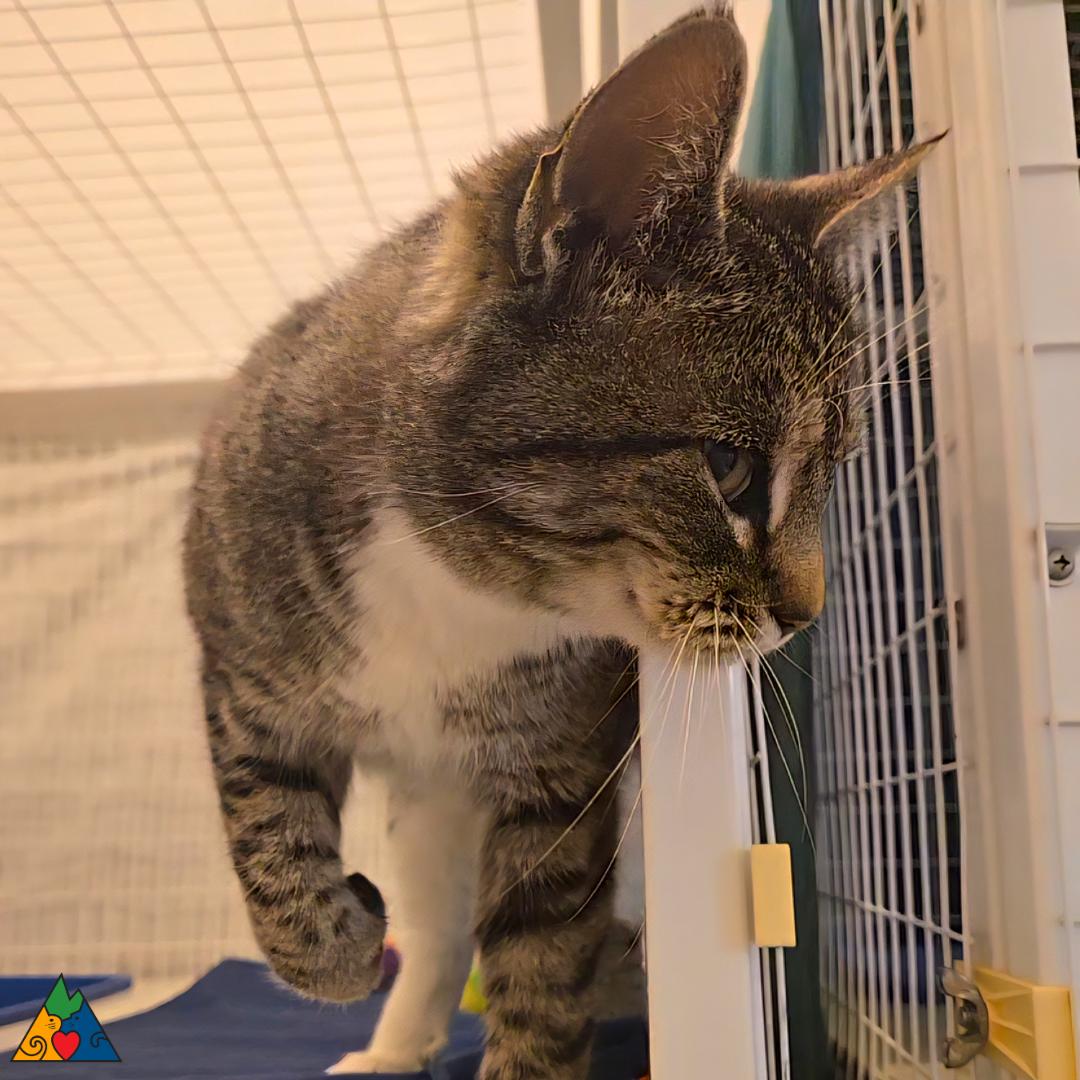 Enlarge Kit Kat, a ADOPTABLE Extra-Toes Cat / Hemingway Polydactyl in Douglas, WY image 4/5