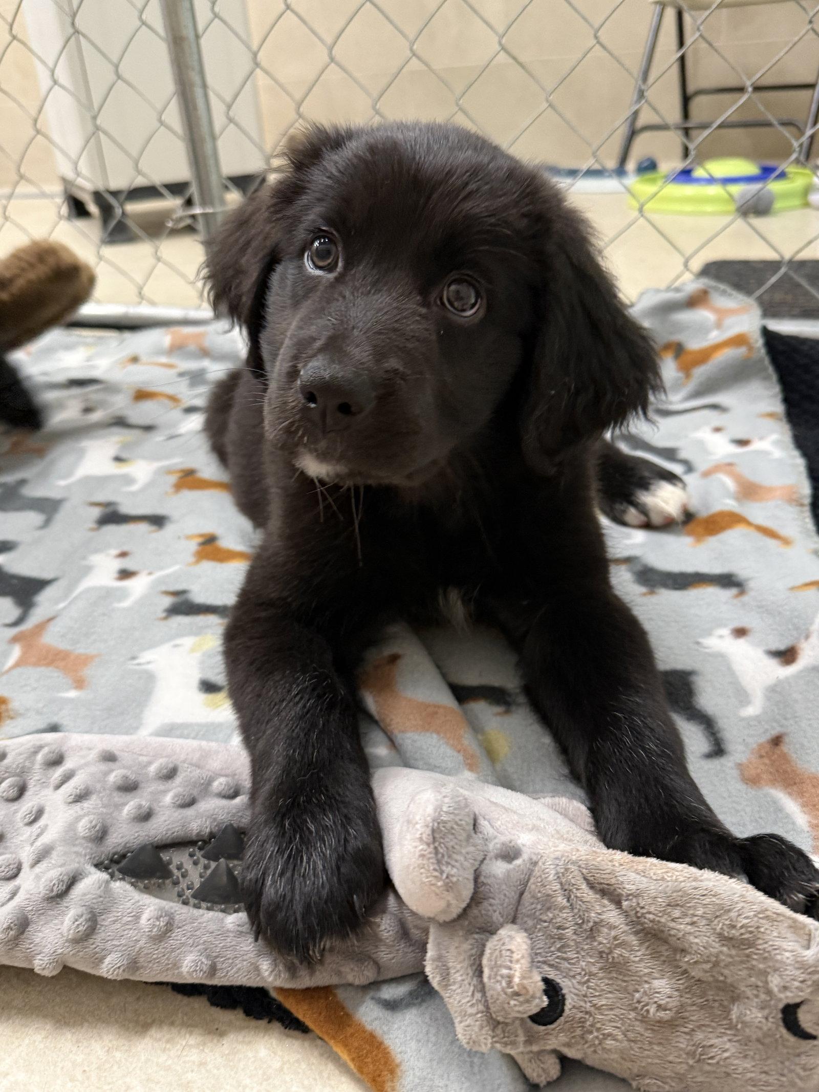 Rogue, Adopted, Puppy Female Chow Chow & Black Labrador Retriever.