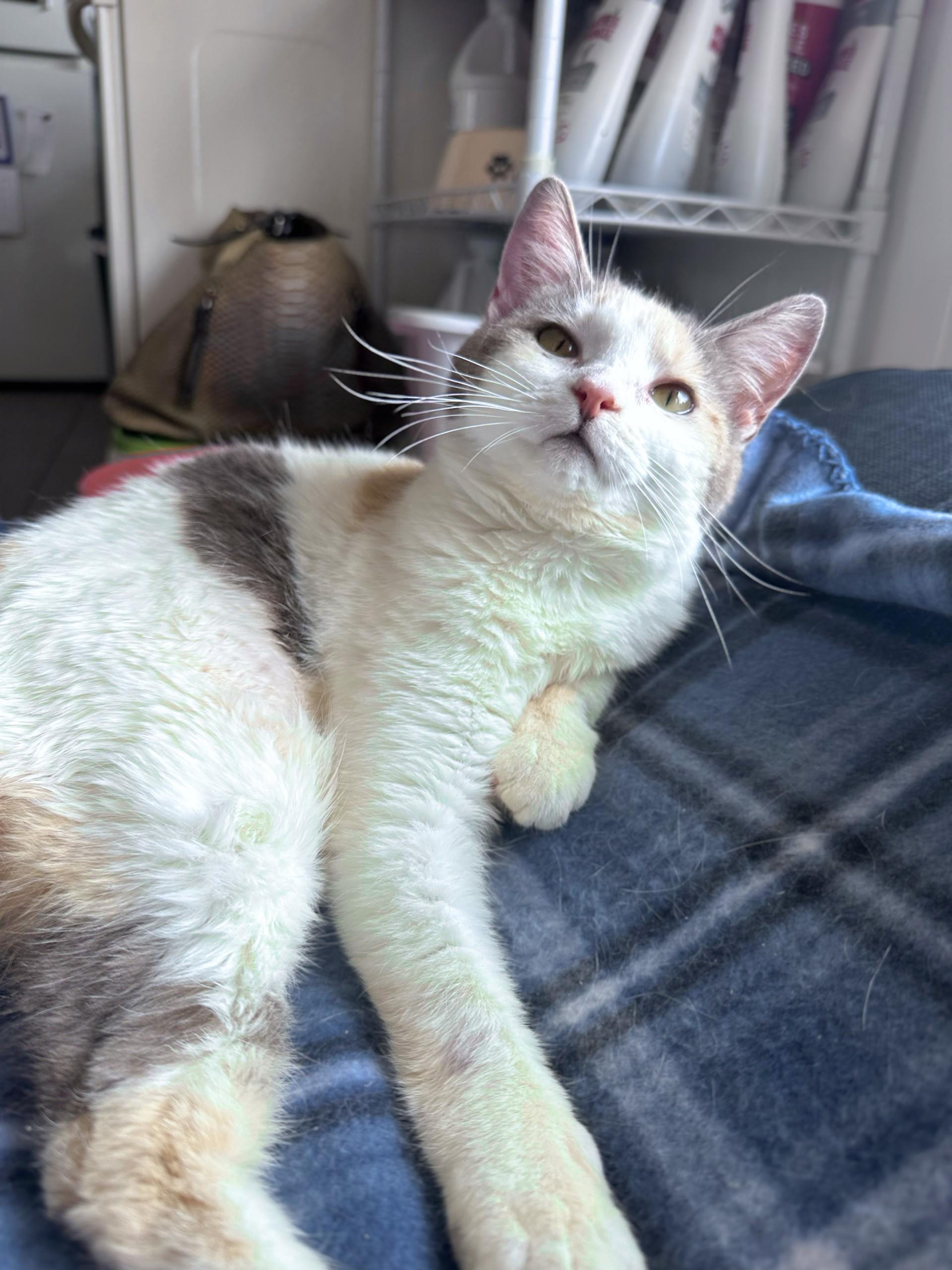 Hermione, Adult Female Domestic Short Hair