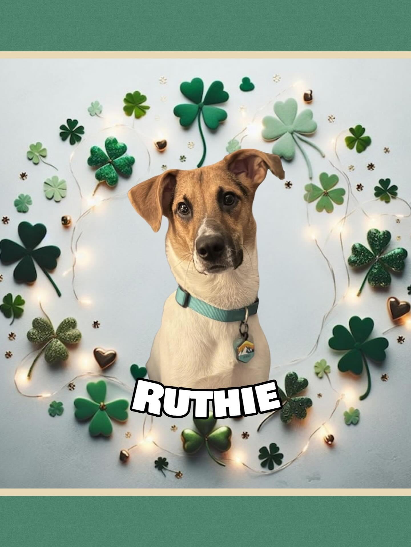 Ruthie, a Adoptable mixed breed in Raleigh, NC image 1/6
