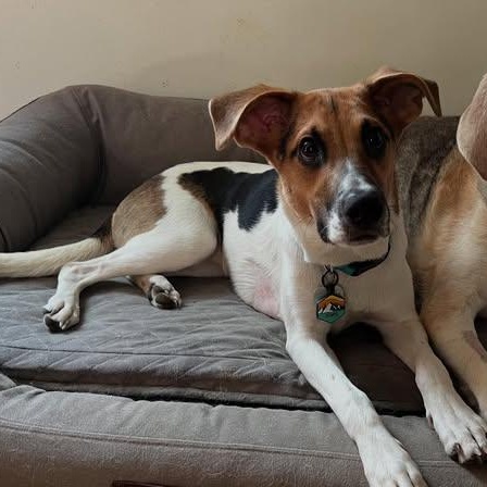 Ruthie, a Adoptable mixed breed in Raleigh, NC image 3/6