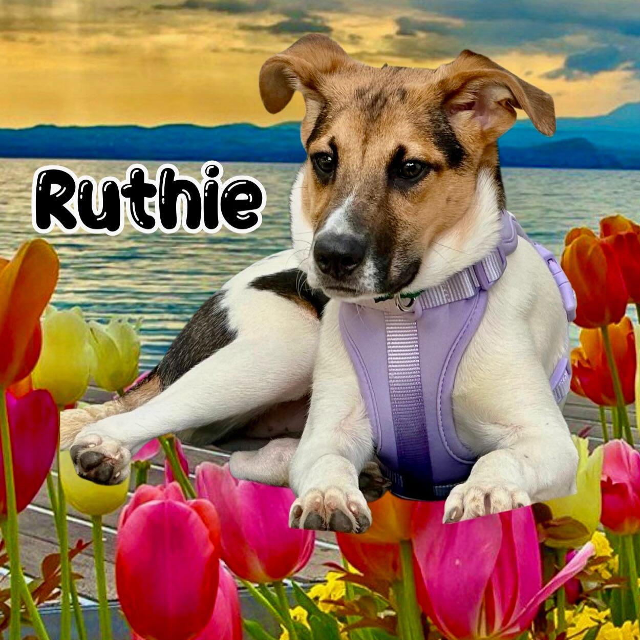 Ruthie, a Adoptable mixed breed in Raleigh, NC image 1/6