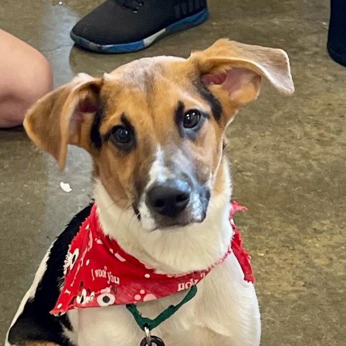 Ruthie, a Adoptable mixed breed in Raleigh, NC image 1/6