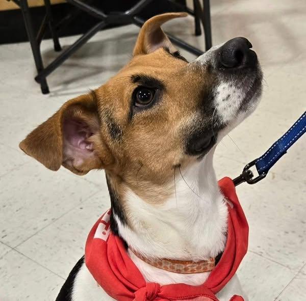 Ruthie, a Adoptable mixed breed in Raleigh, NC image 4/6