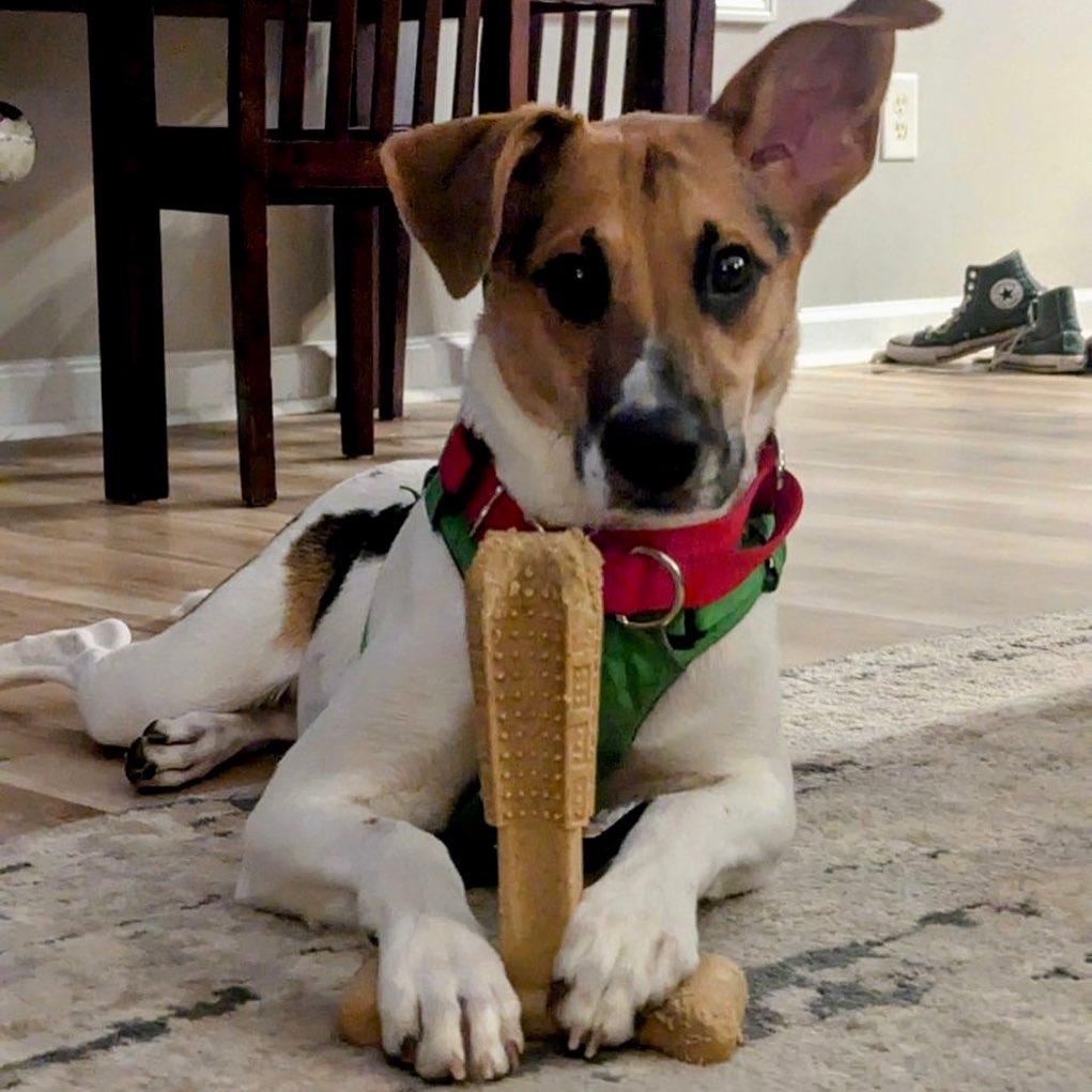 Ruthie, a Adoptable mixed breed in Raleigh, NC image 6/6