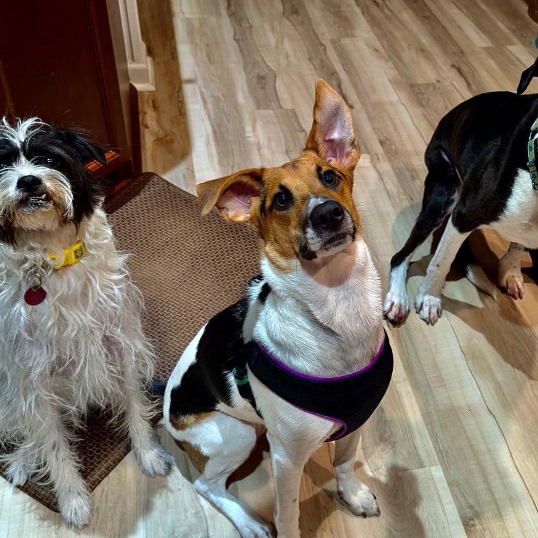 Ruthie, a Adoptable mixed breed in Raleigh, NC image 5/6