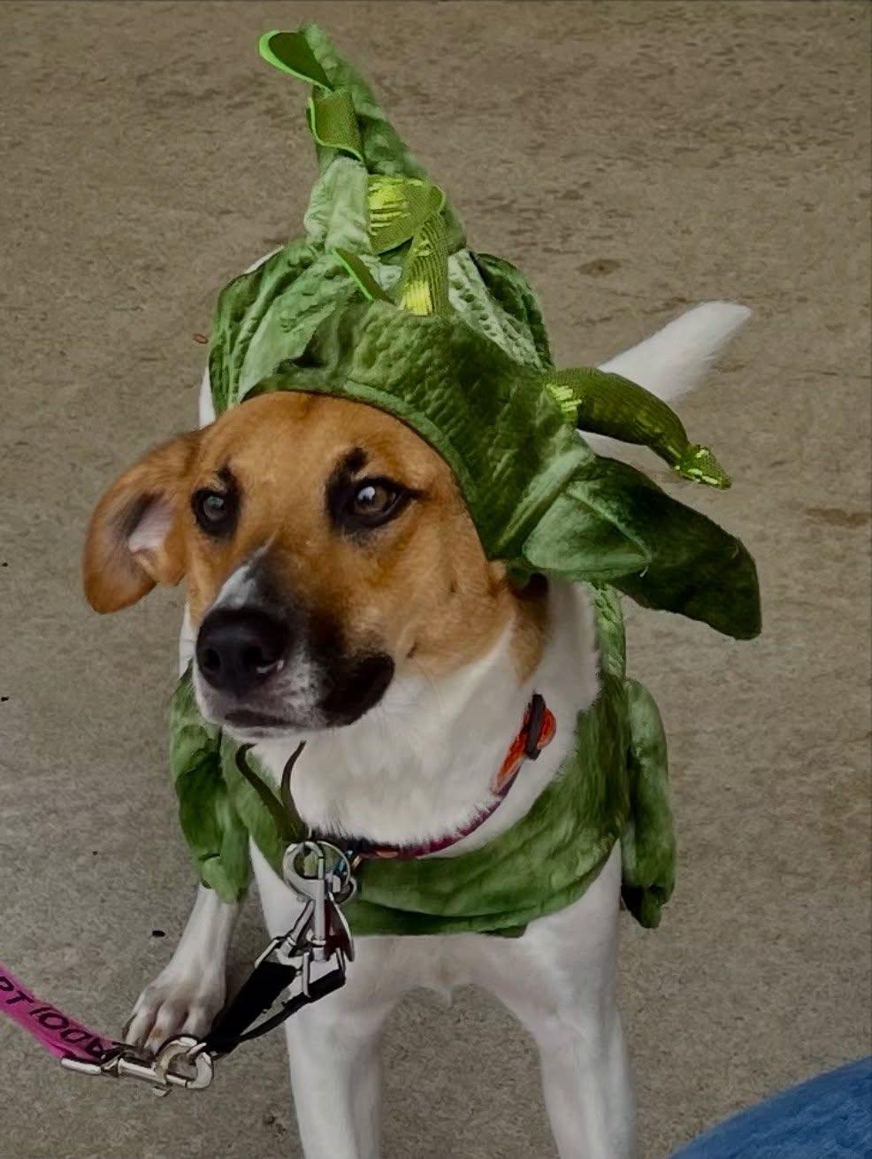 Enlarge Ruthie, a Adoptable mixed breed in Raleigh, NC image 3/6