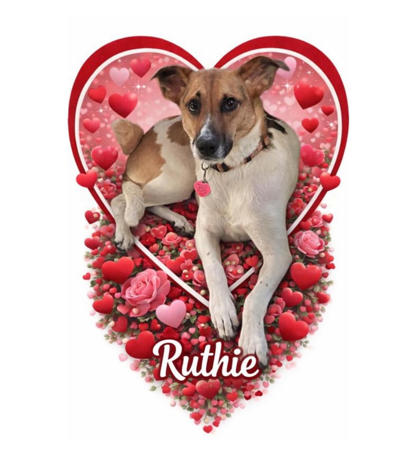 Ruthie, Adoptable, Adult Female Beagle.