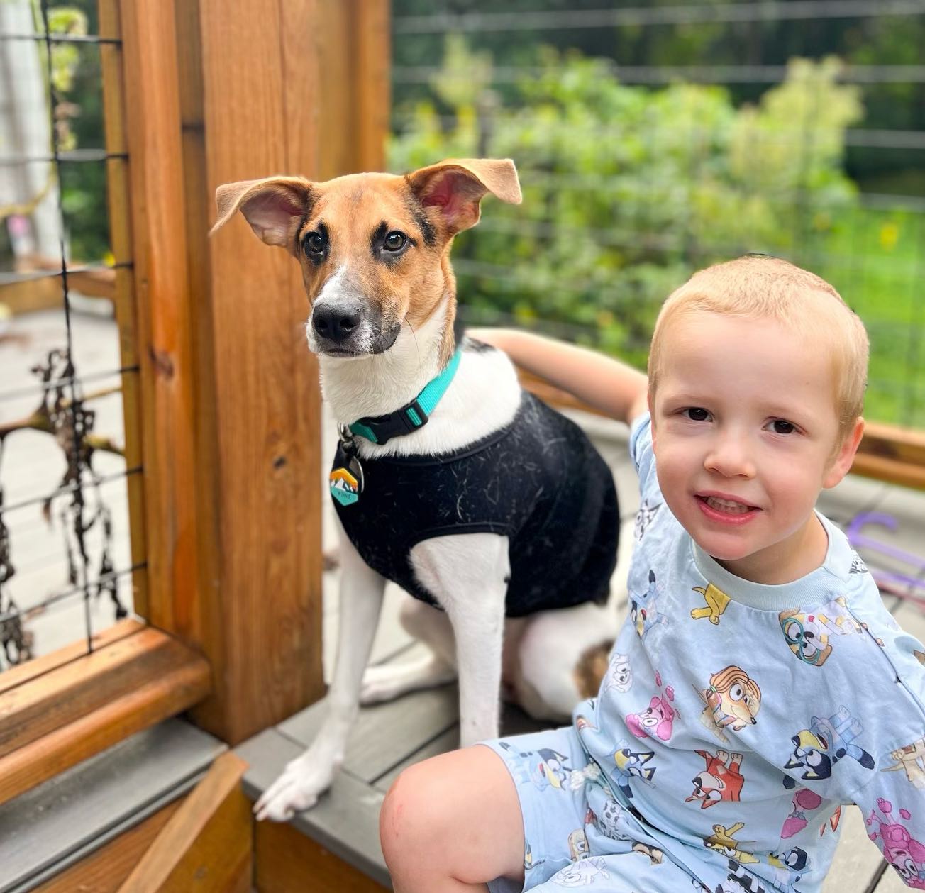 Ruthie, Adoptable, Adult Female Beagle.