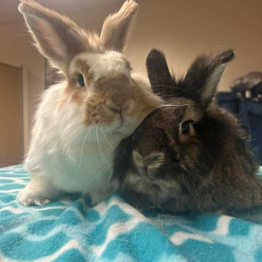 PepperJack, Adoptable, Adult Male Bunny Rabbit.