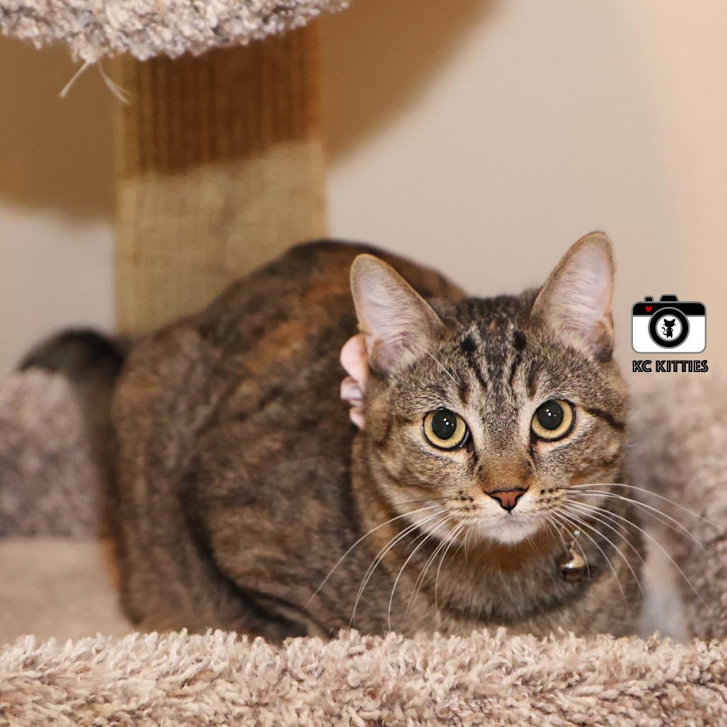 Jill, a Adoptable Domestic Short Hair in Overland Park, KS image 1/6