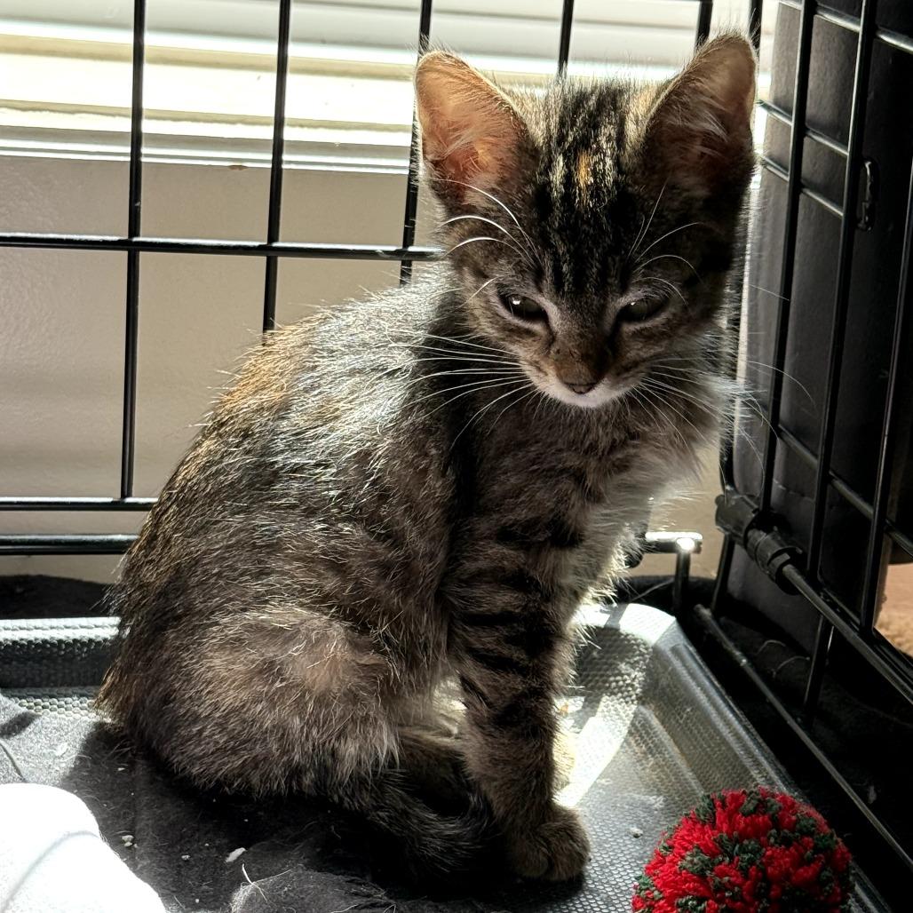 Jill, Adoptable, Young Female Domestic Short Hair.