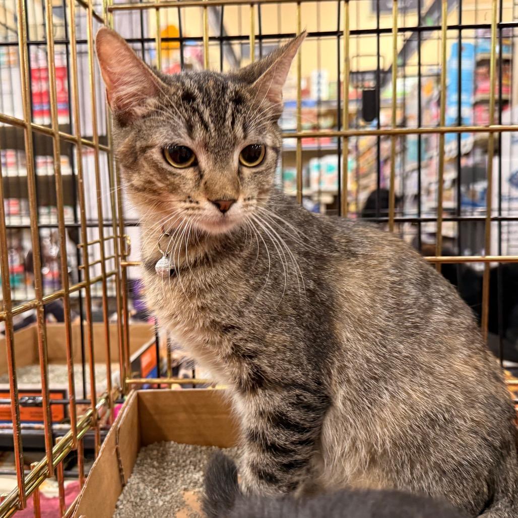 Enlarge Jill, a Adoptable Domestic Short Hair in Overland Park, KS image 3/6