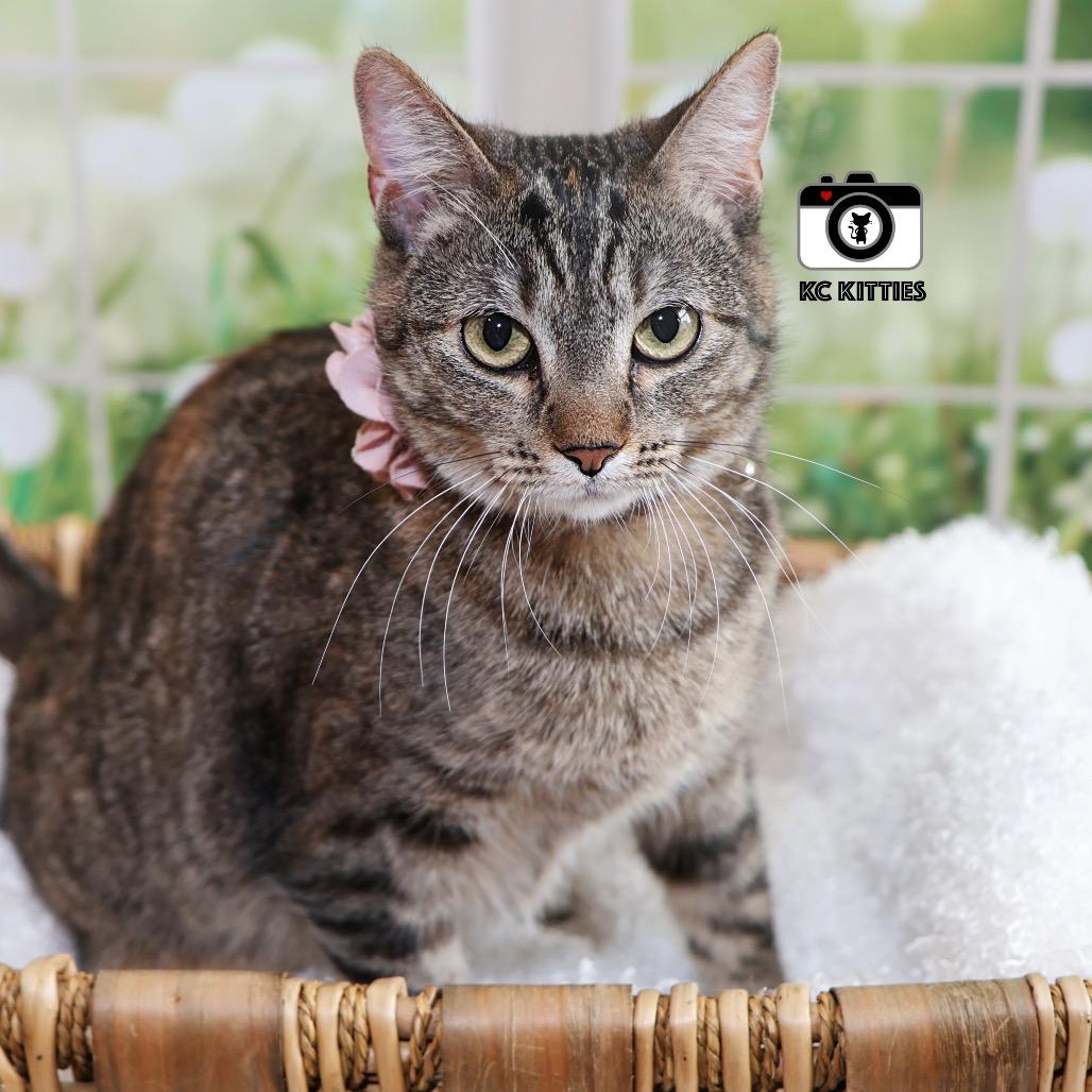 Jill, a Adoptable Domestic Short Hair in Overland Park, KS image 4/6