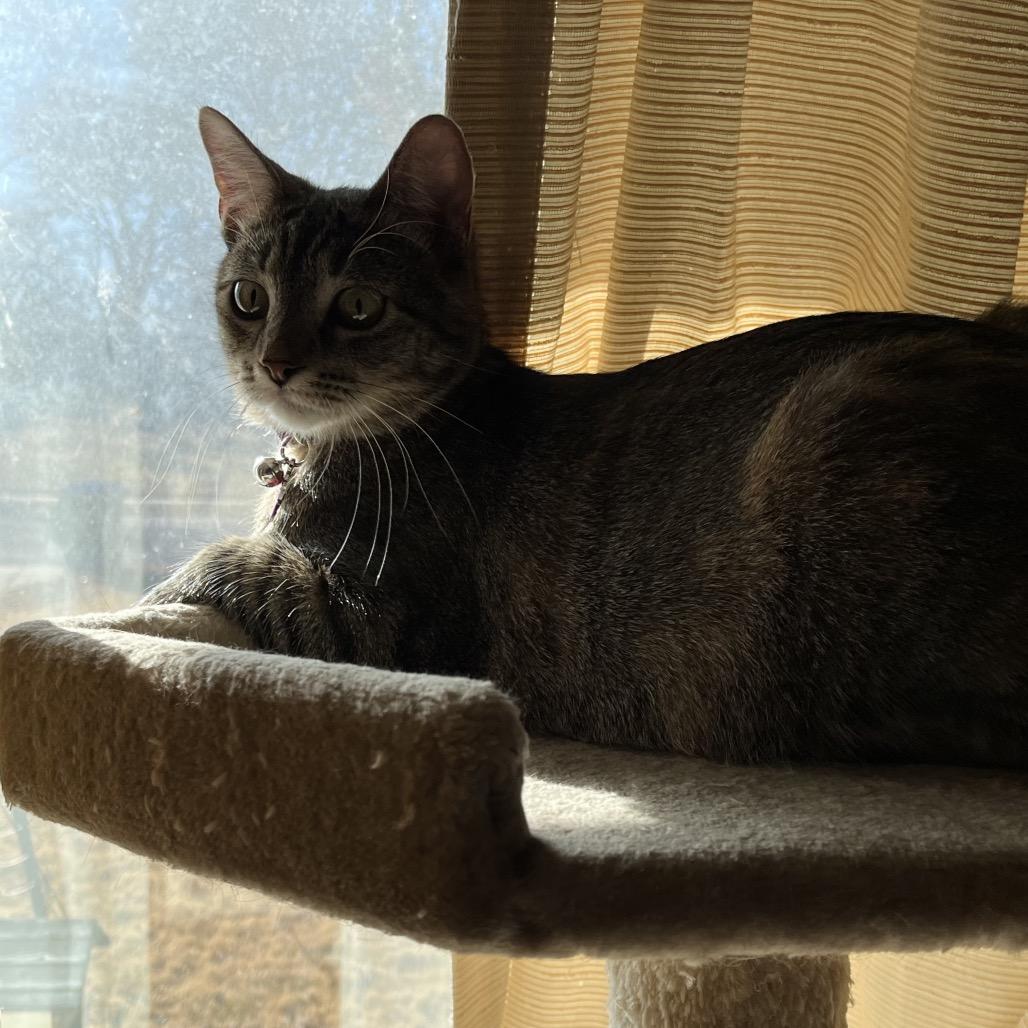 Enlarge Jill, a Adoptable Domestic Short Hair in Overland Park, KS image 4/6