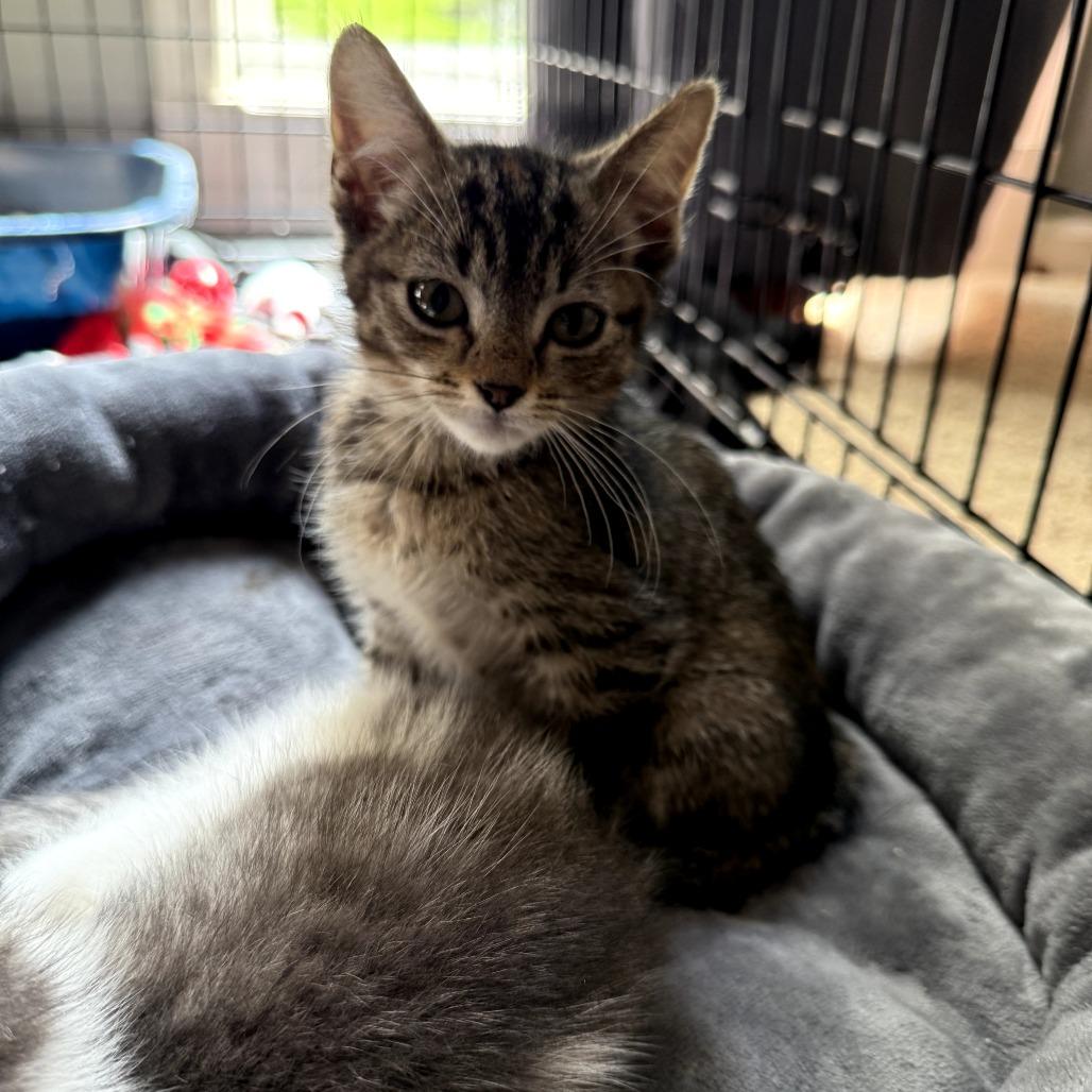 Enlarge Jill, a Adoptable Domestic Short Hair in Overland Park, KS image 5/6