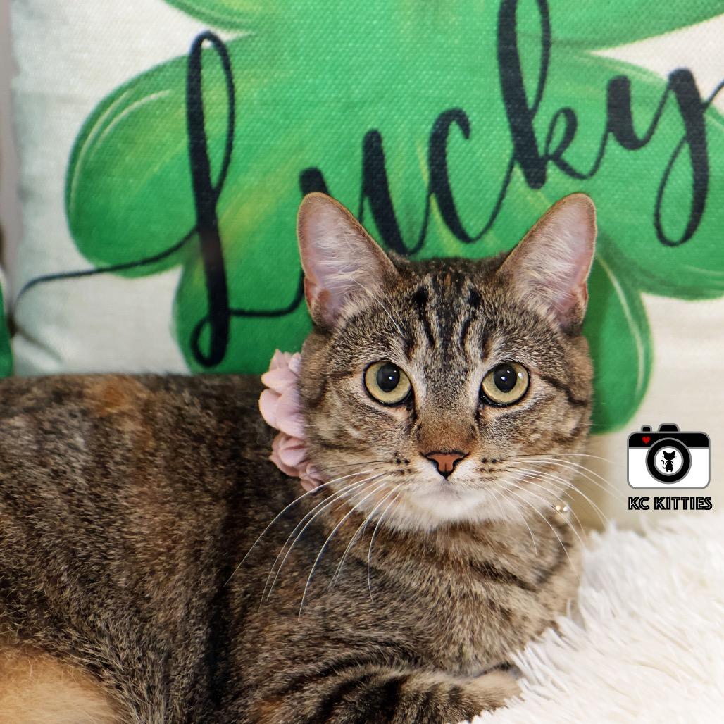 Jill, a Adoptable Domestic Short Hair in Overland Park, KS image 3/6