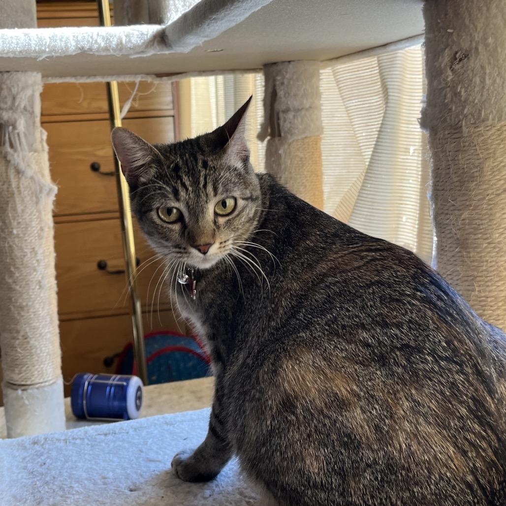 Enlarge Jill, a Adoptable Domestic Short Hair in Overland Park, KS image 6/6