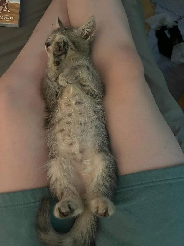 Blaze, Adopted, Young Male Domestic Short Hair.