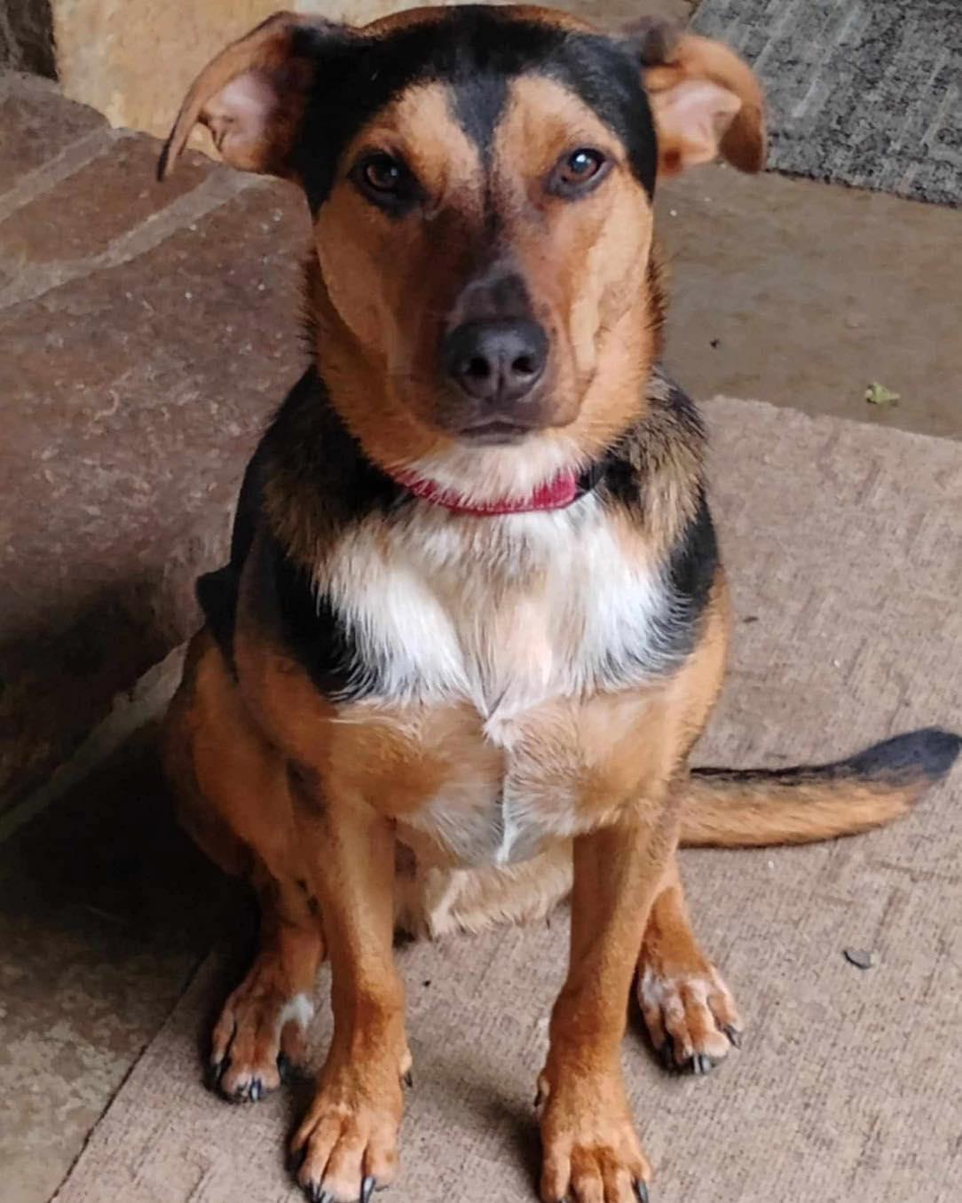 Tucker, a Adoptable Shepherd in Broken Arrow, OK image 2/5