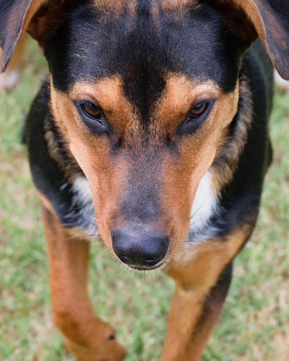 Tucker, a Adoptable Shepherd in Broken Arrow, OK image 1/5